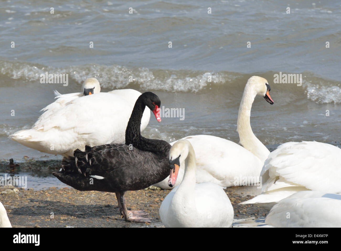 Black swan with whites Stock Photo