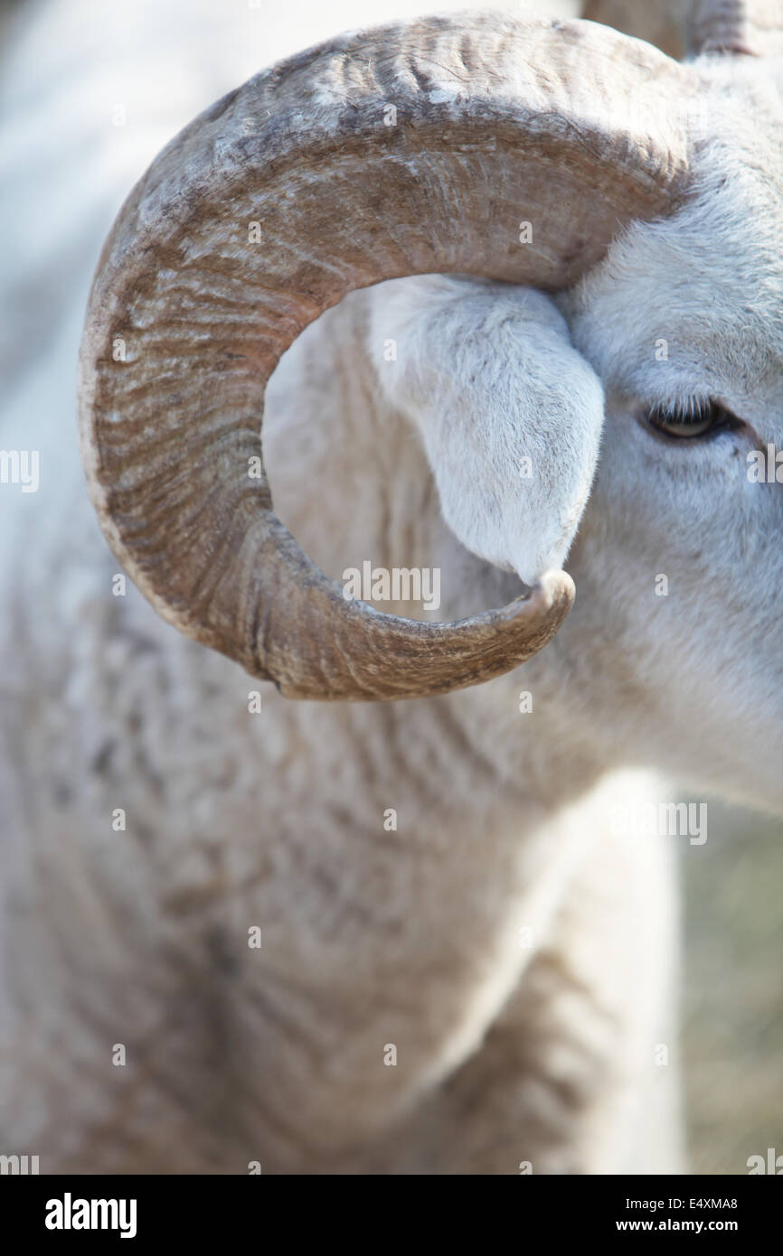 Closeup of the horn of a sheep Stock Photo