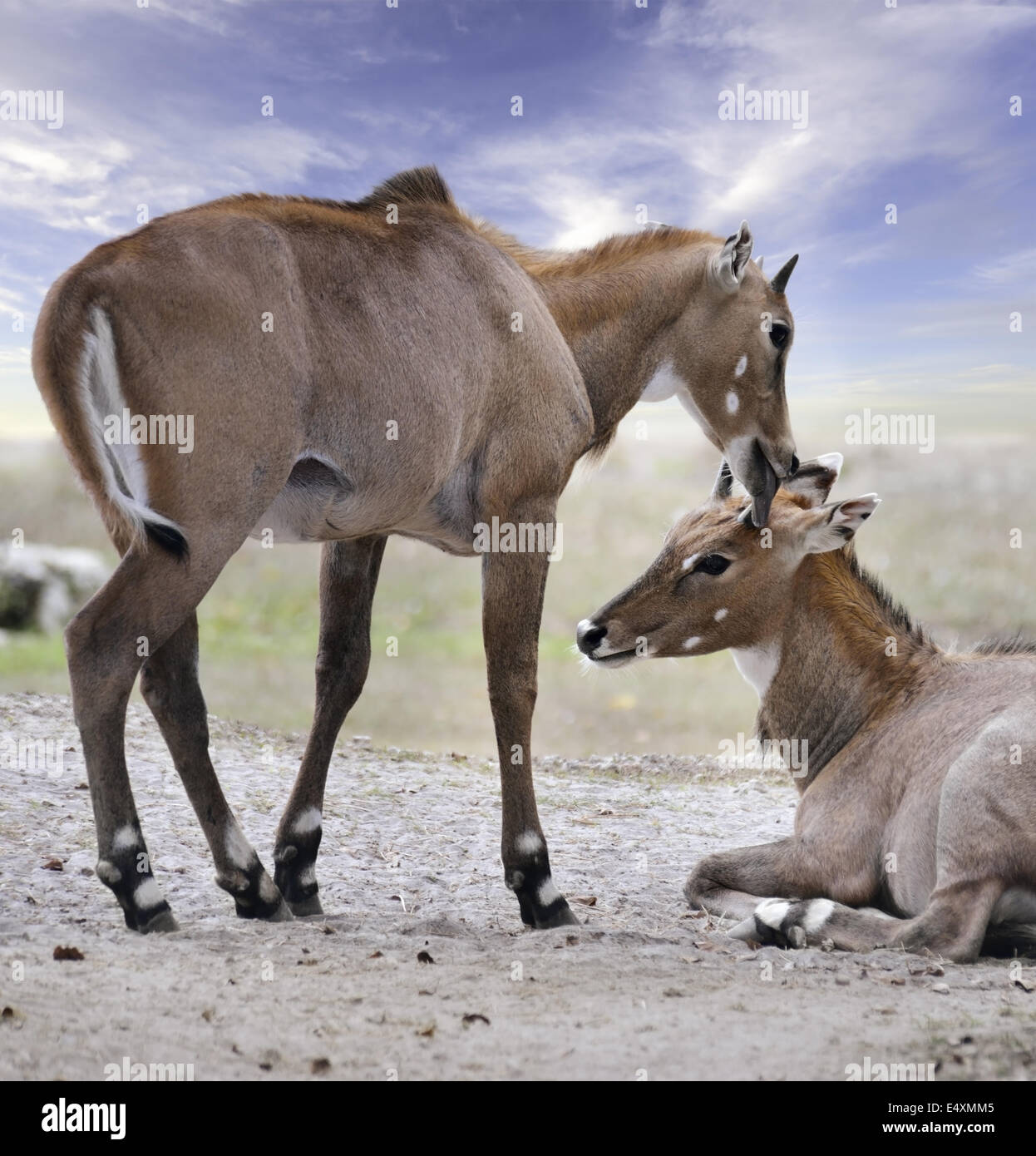 Asian Antelopes Nilgai Stock Photo