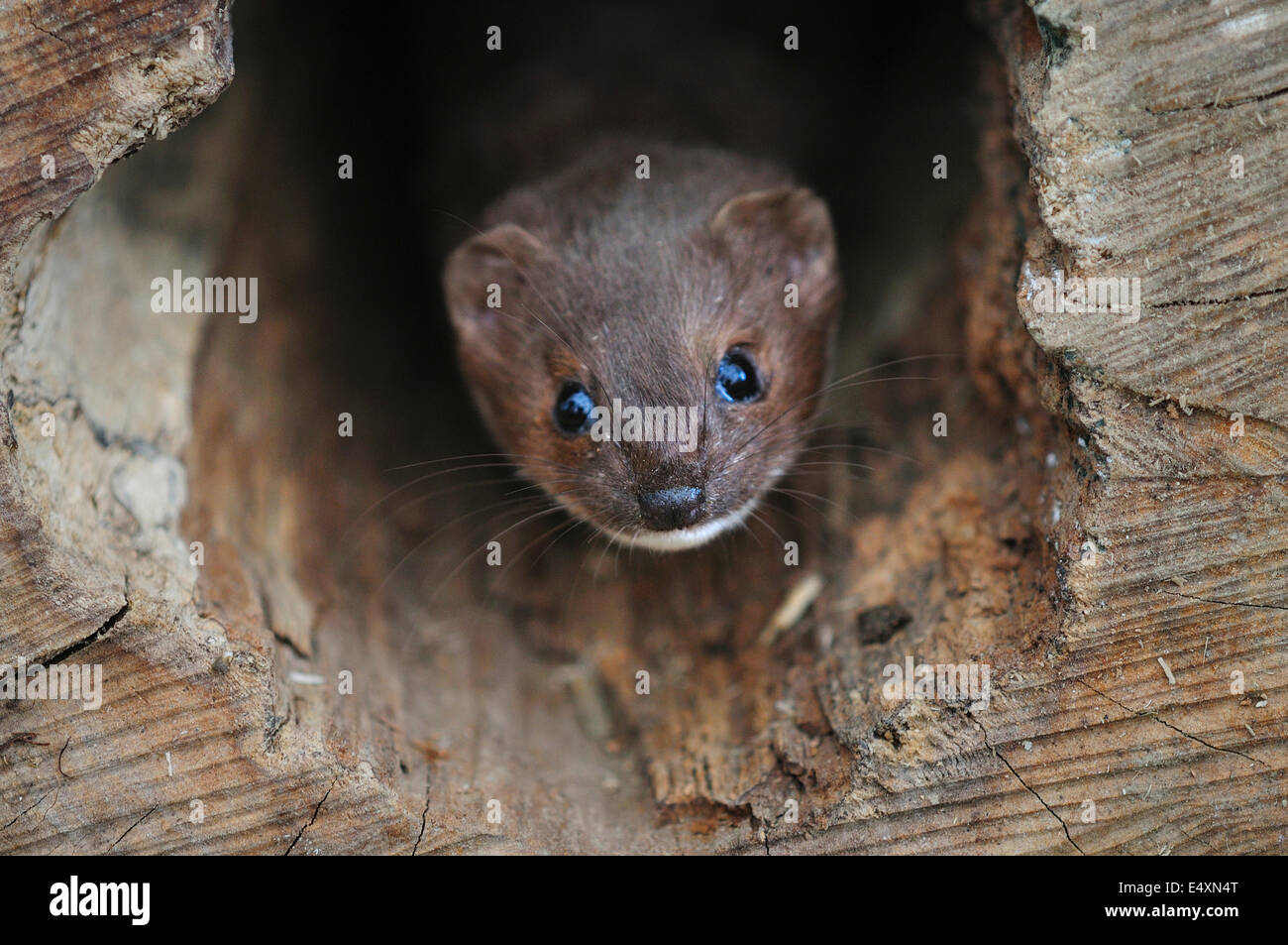 Weasel peering out of hollow log Stock Photo