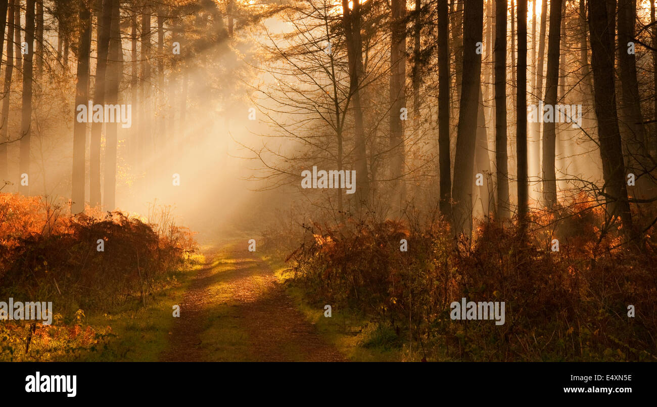 Warm rays of morning light, Sherwood Forest Nottinghamshire England UK Stock Photo