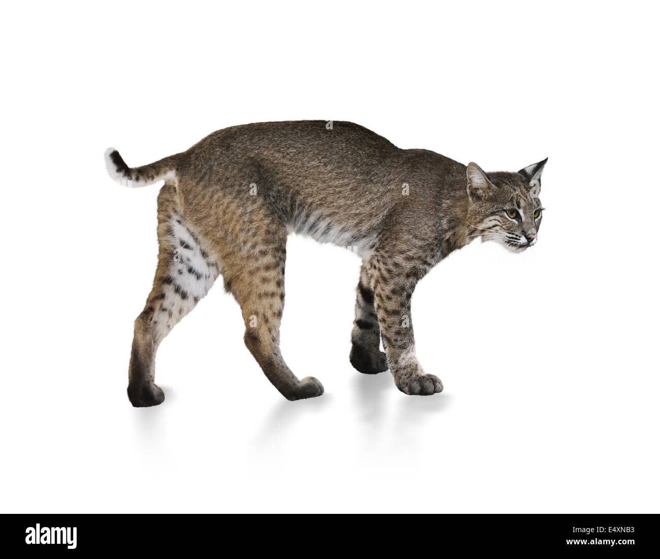 Bobcat Stock Photo - Alamy