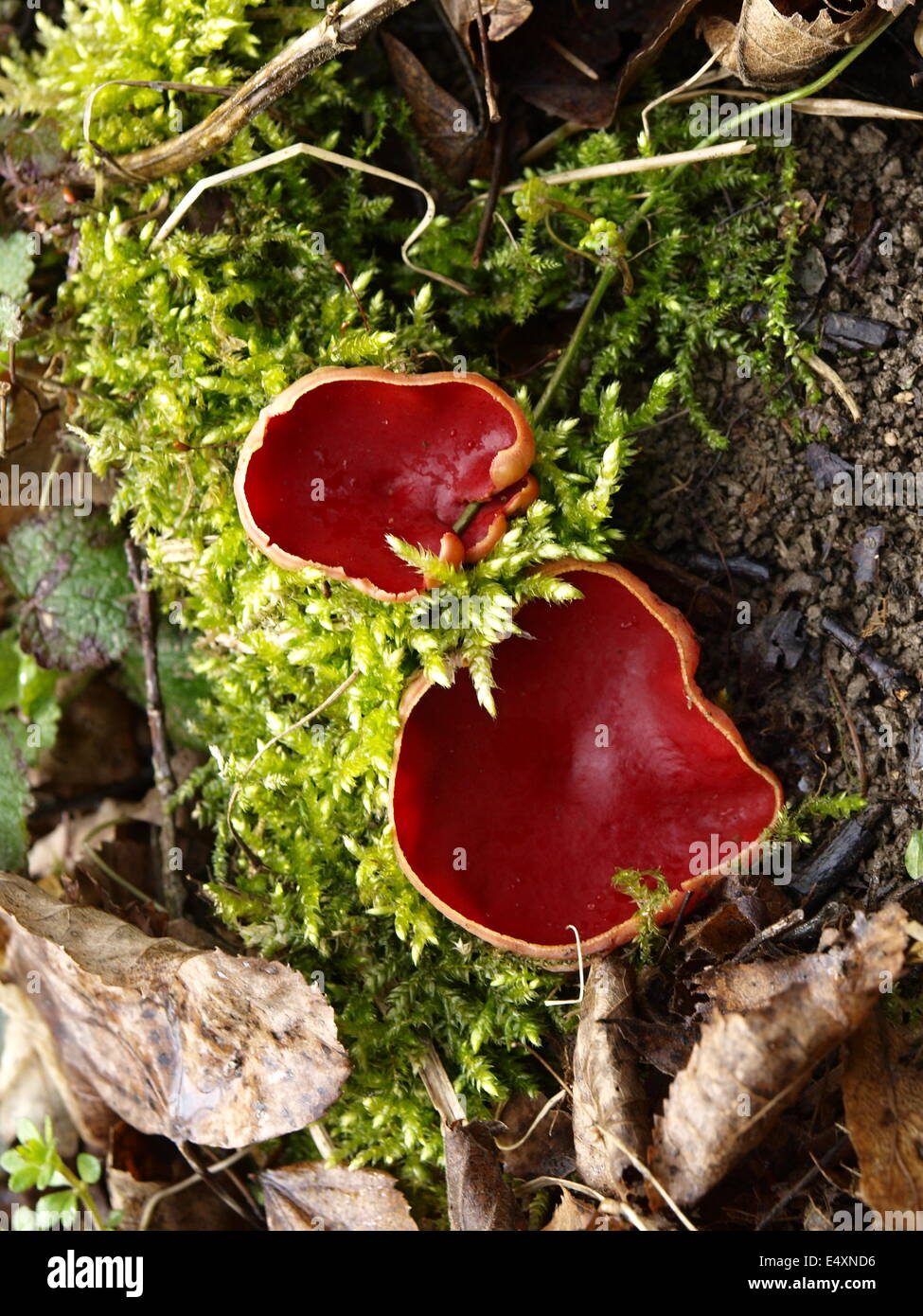 natural forest - Sarcoscypha jurana Stock Photo