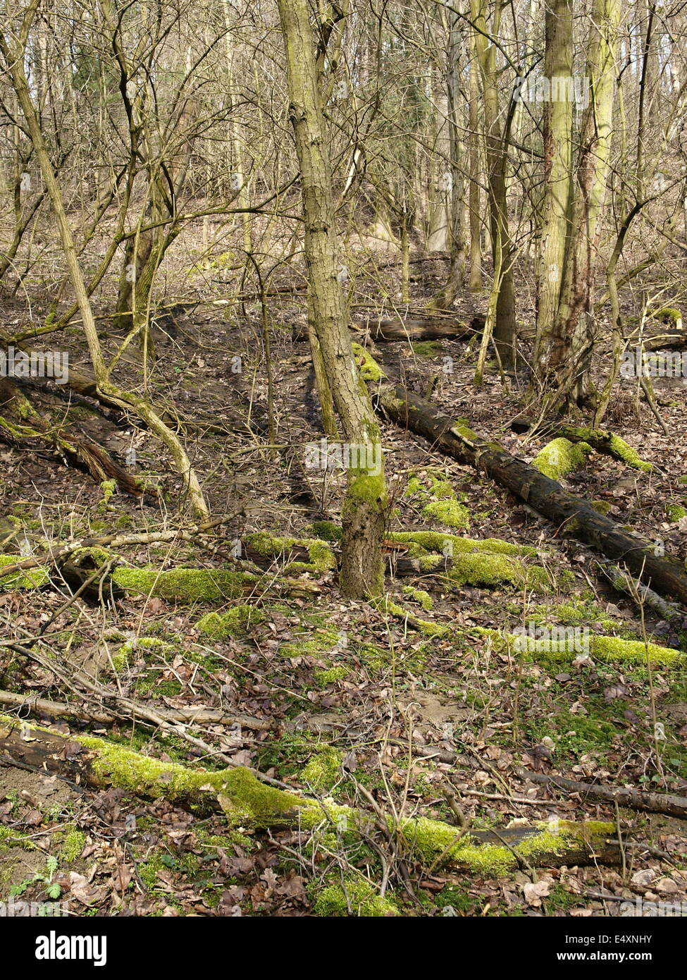 natural forest Stock Photo