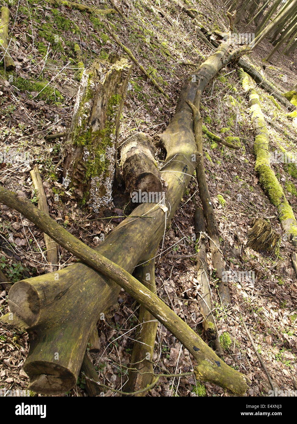 natural forest Stock Photo