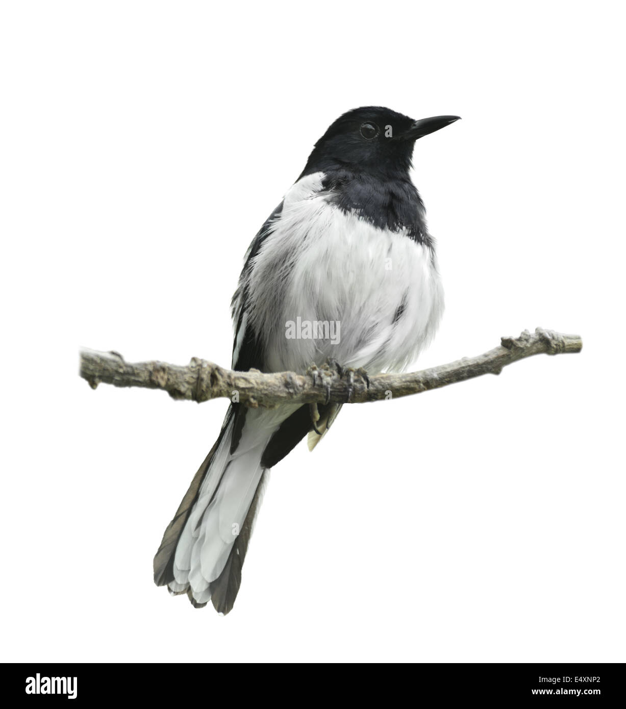 Oriental Magpie Robin Stock Photo