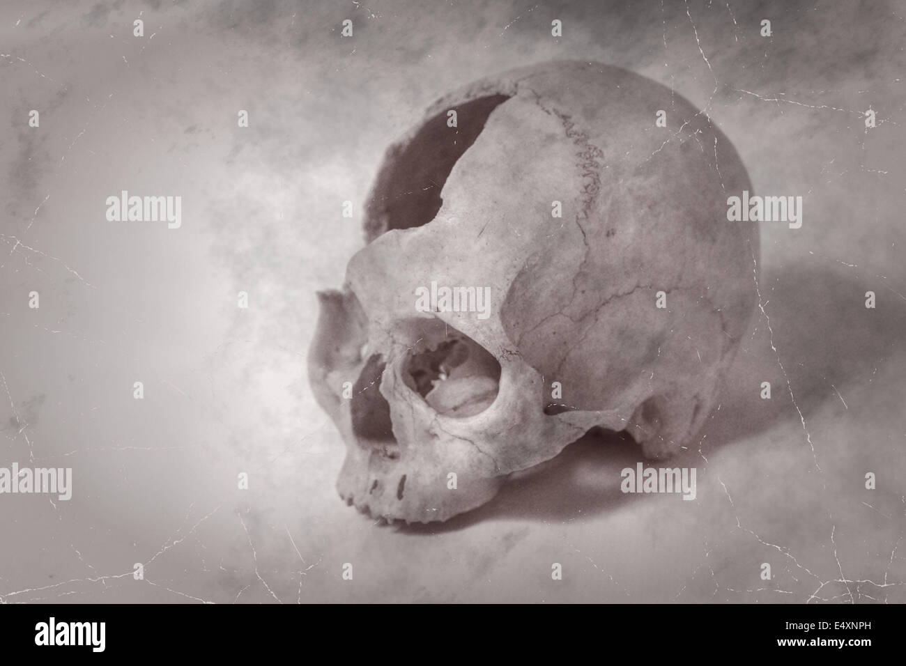 Side view of human skull old photo Stock Photo