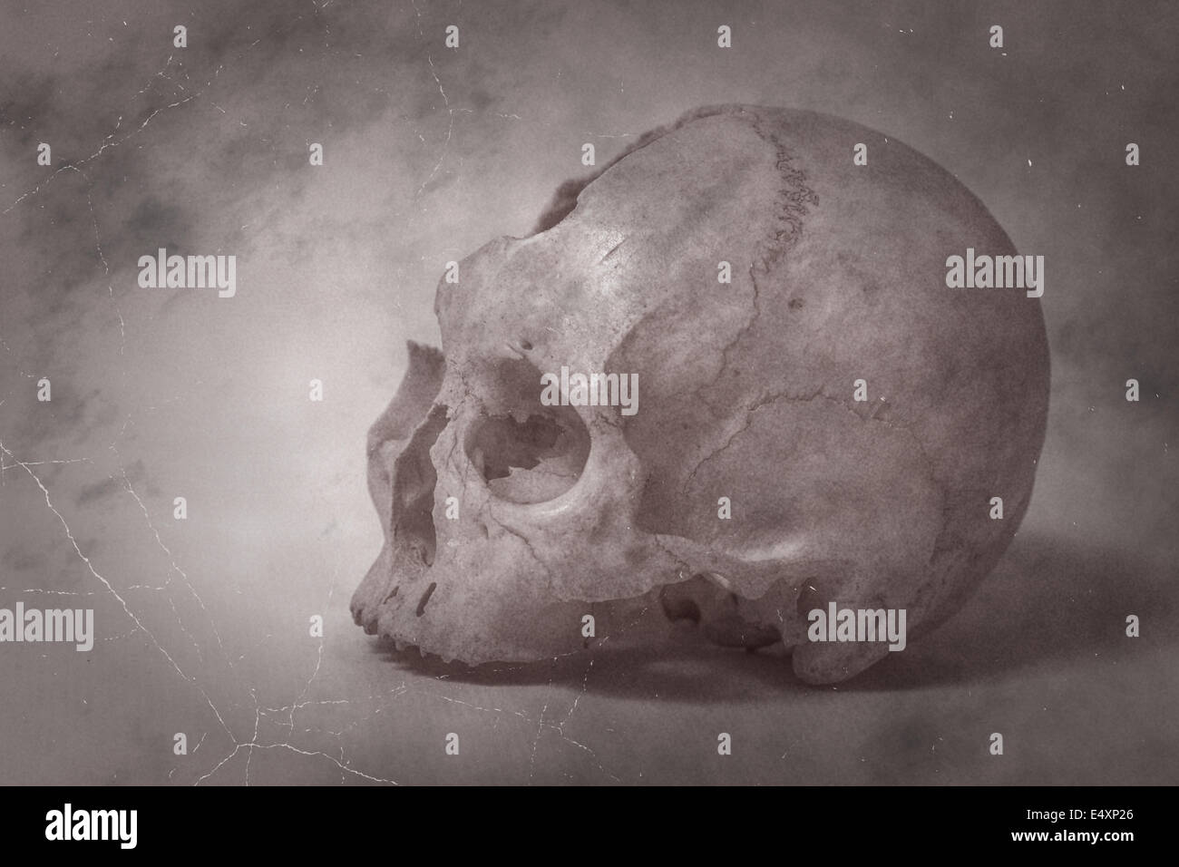Side view of human skull old photo Stock Photo
