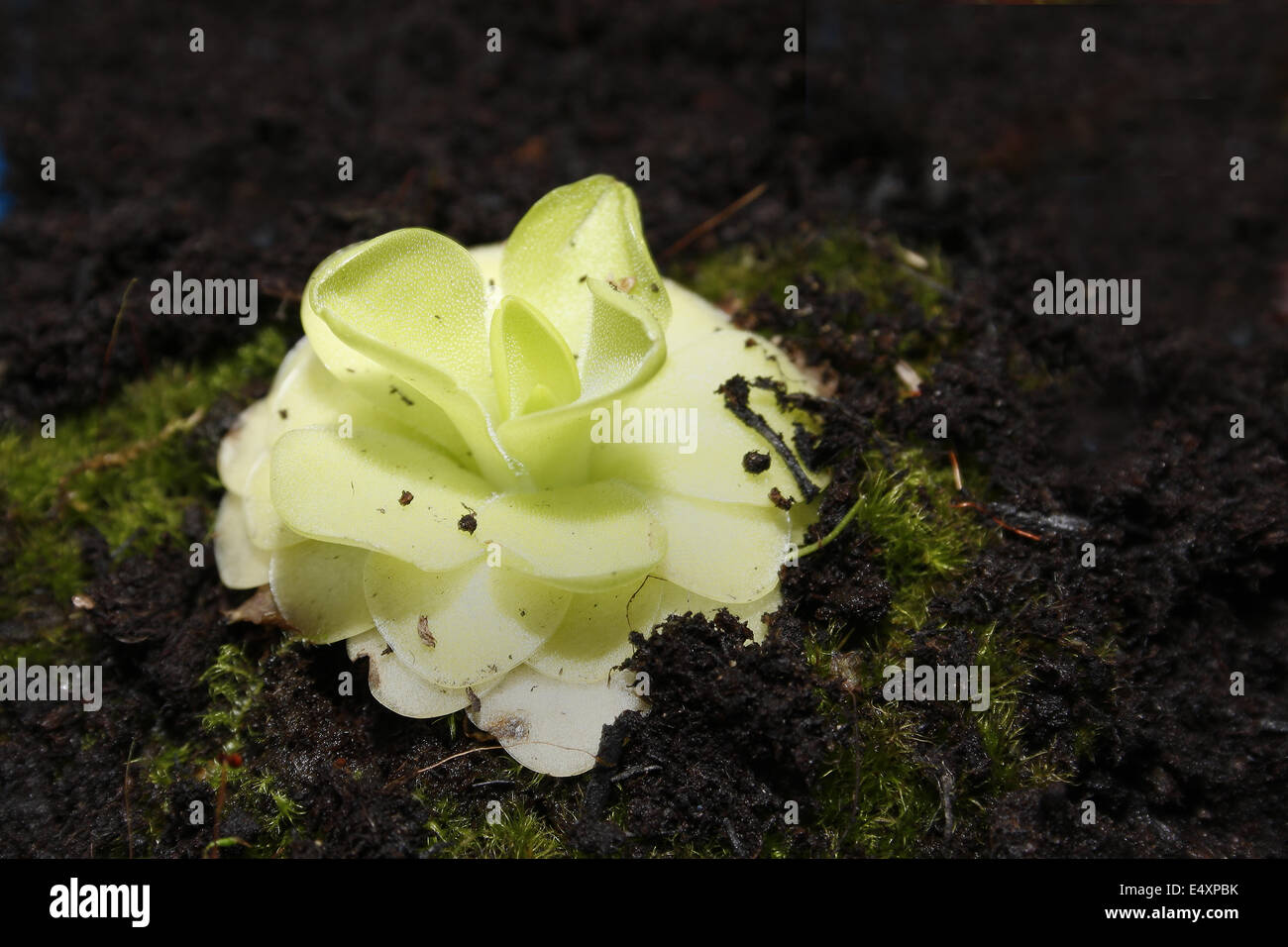 close up image of butterwort carnivorous plant Pinguicula gigantea Stock Photo