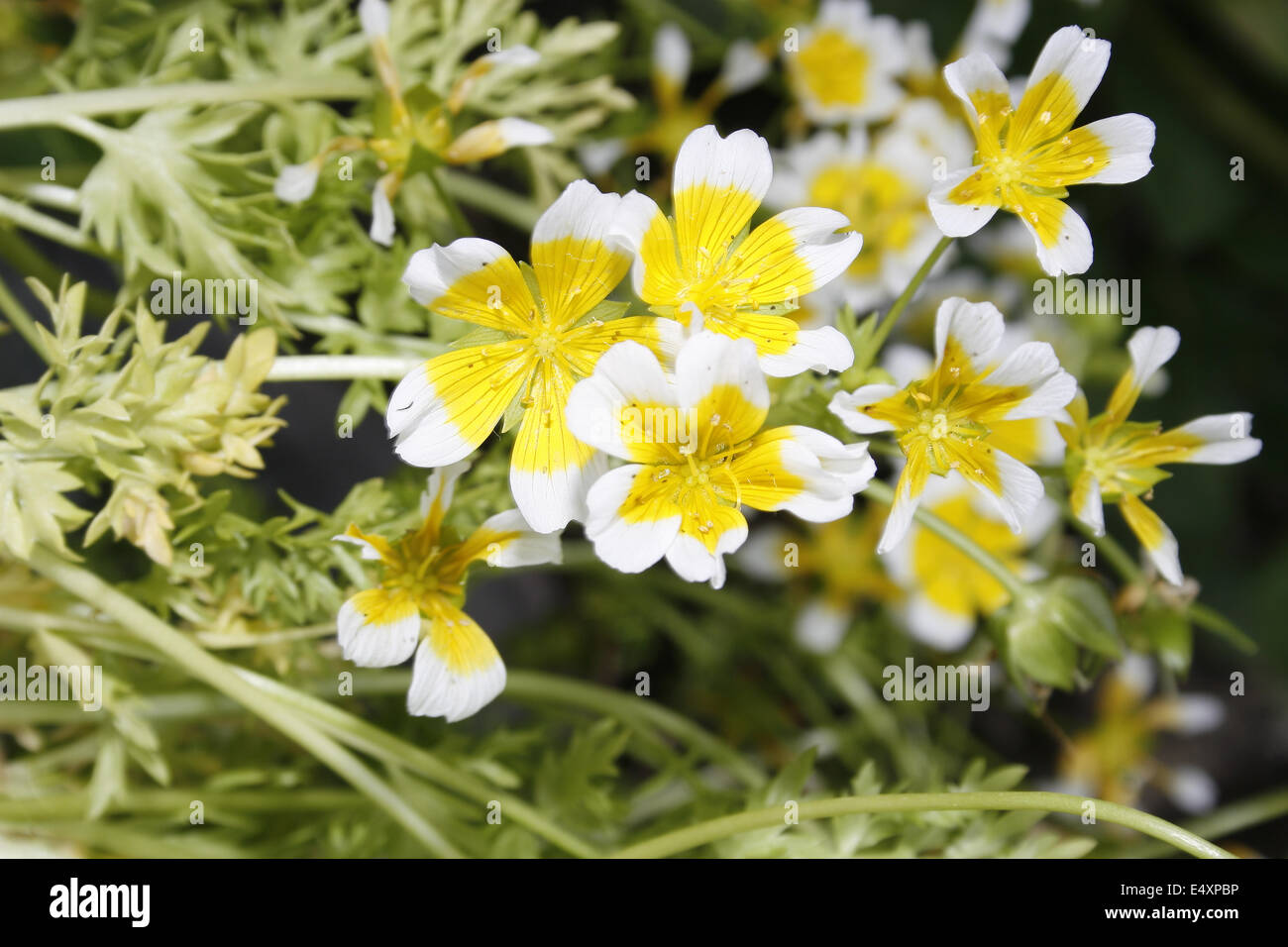 poacehd egg plant flowers in garden Limnanthes douglasii Stock Photo