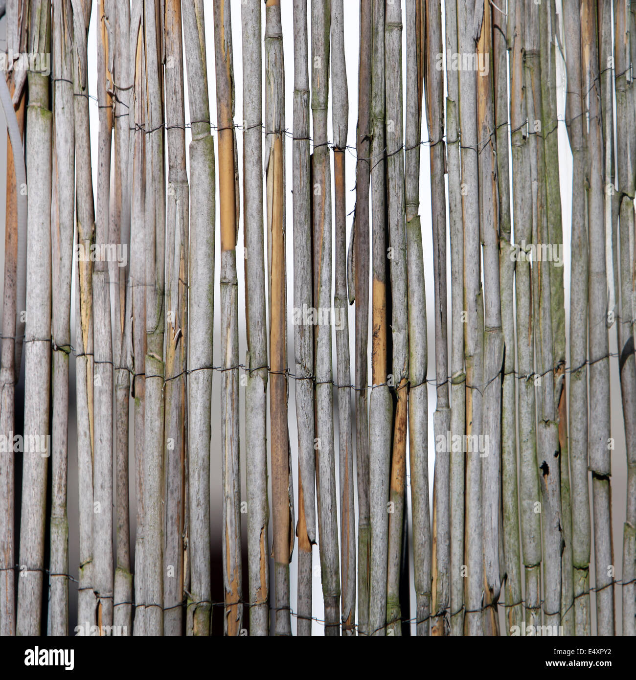 Dried bamboo fence Stock Photo
