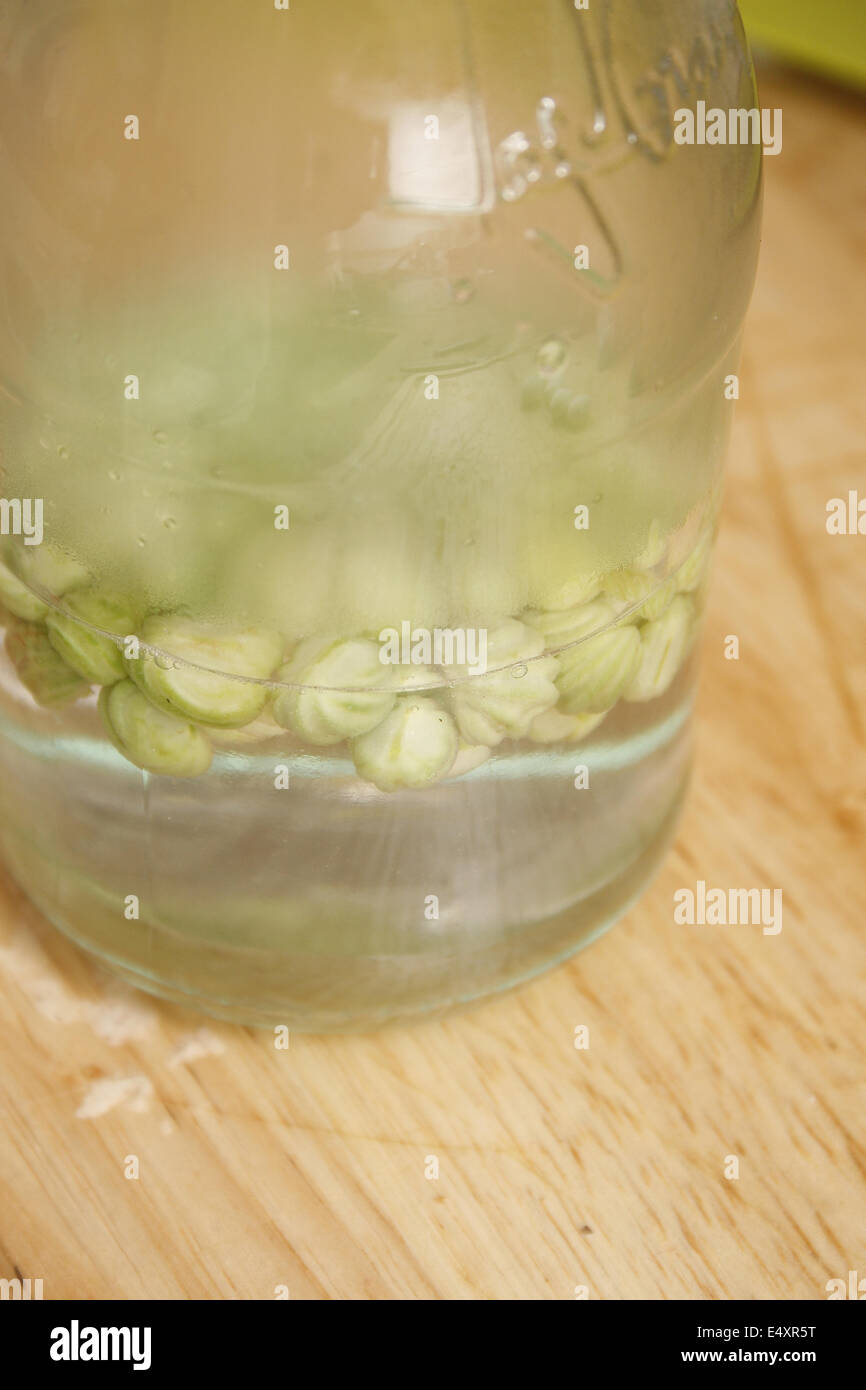 Nasturtium seed pods in salt water Tropaeolum majus Stock Photo Alamy