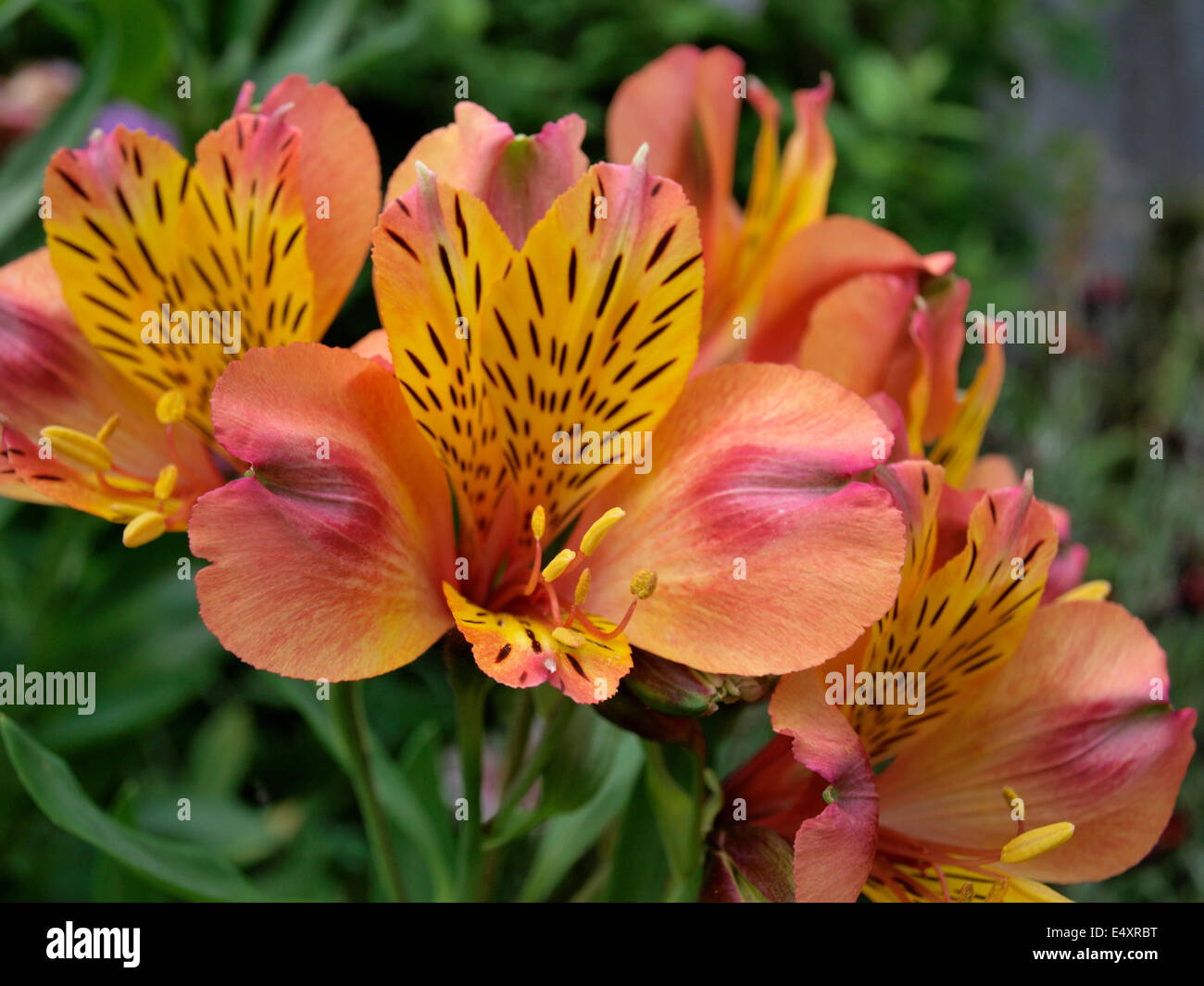 Peruvian lily (Alstroemeria aurea) Stock Photo
