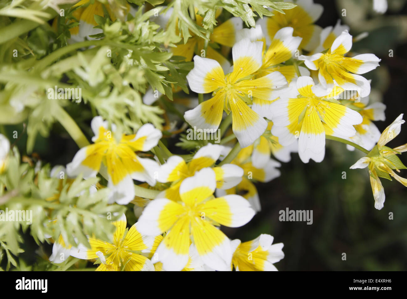 poacehd egg plant flowers in garden Limnanthes douglasii Stock Photo
