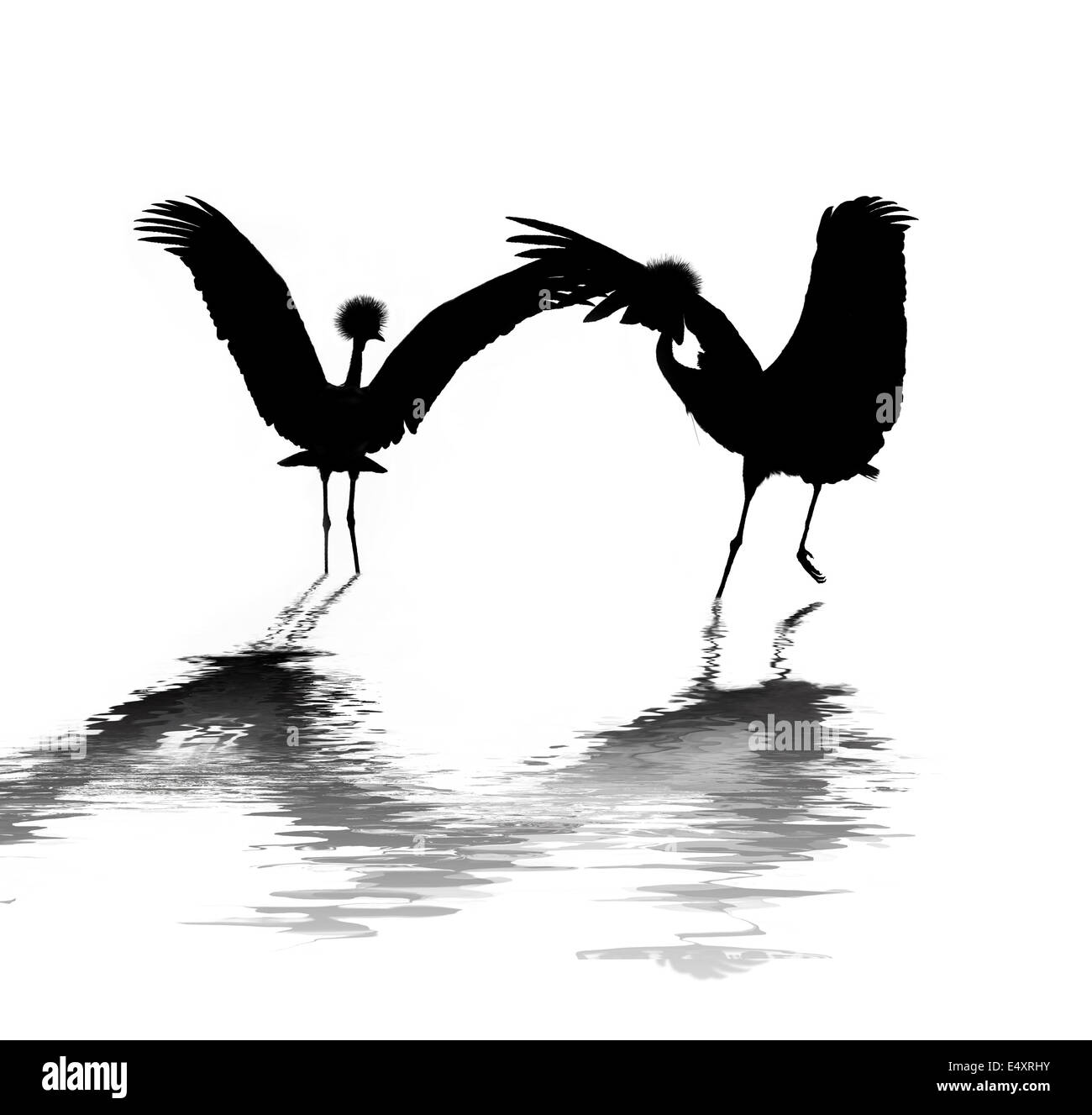 Crane Birds Dancing Stock Photo