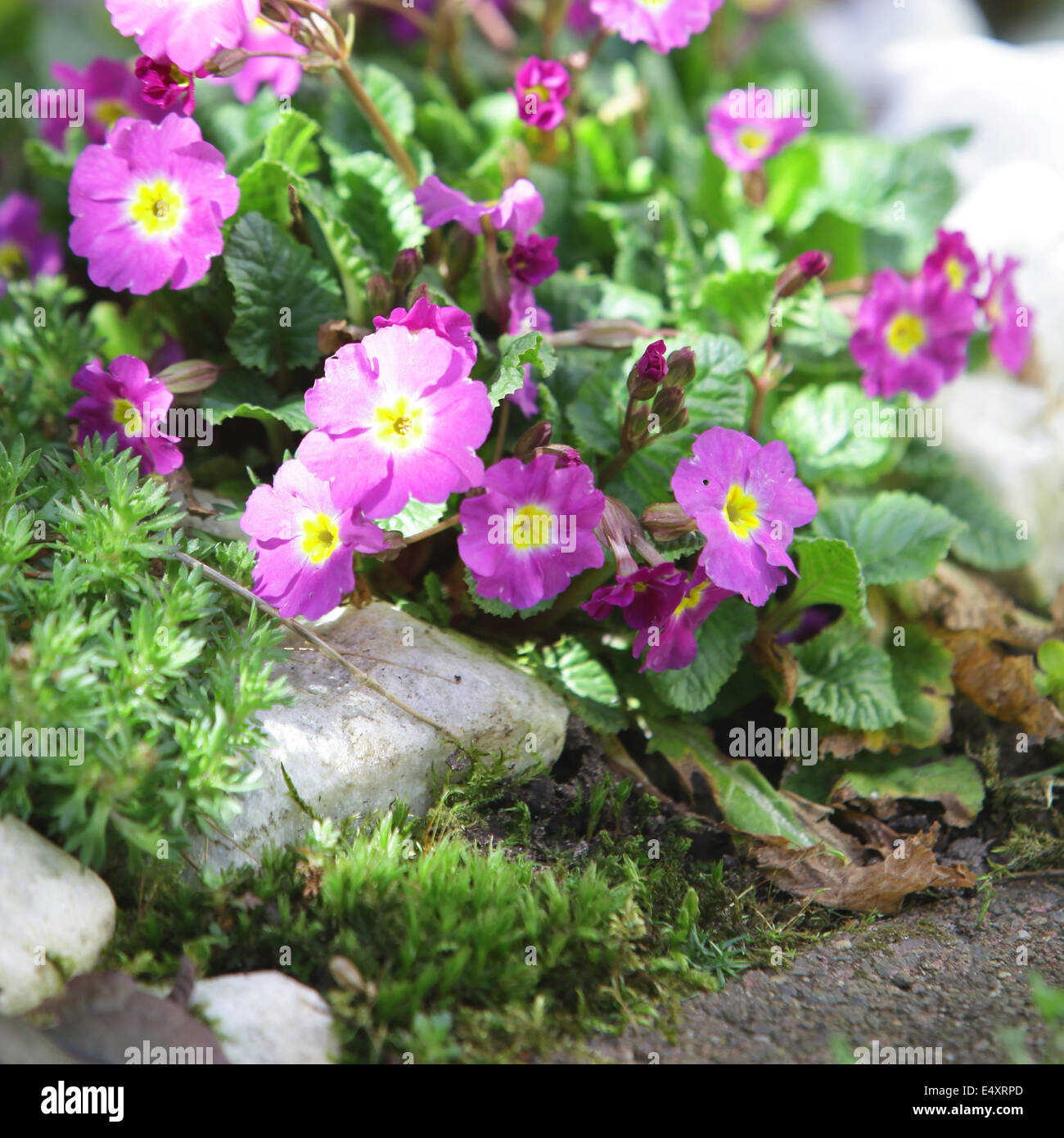 Beautiful purple flowers Stock Photo - Alamy