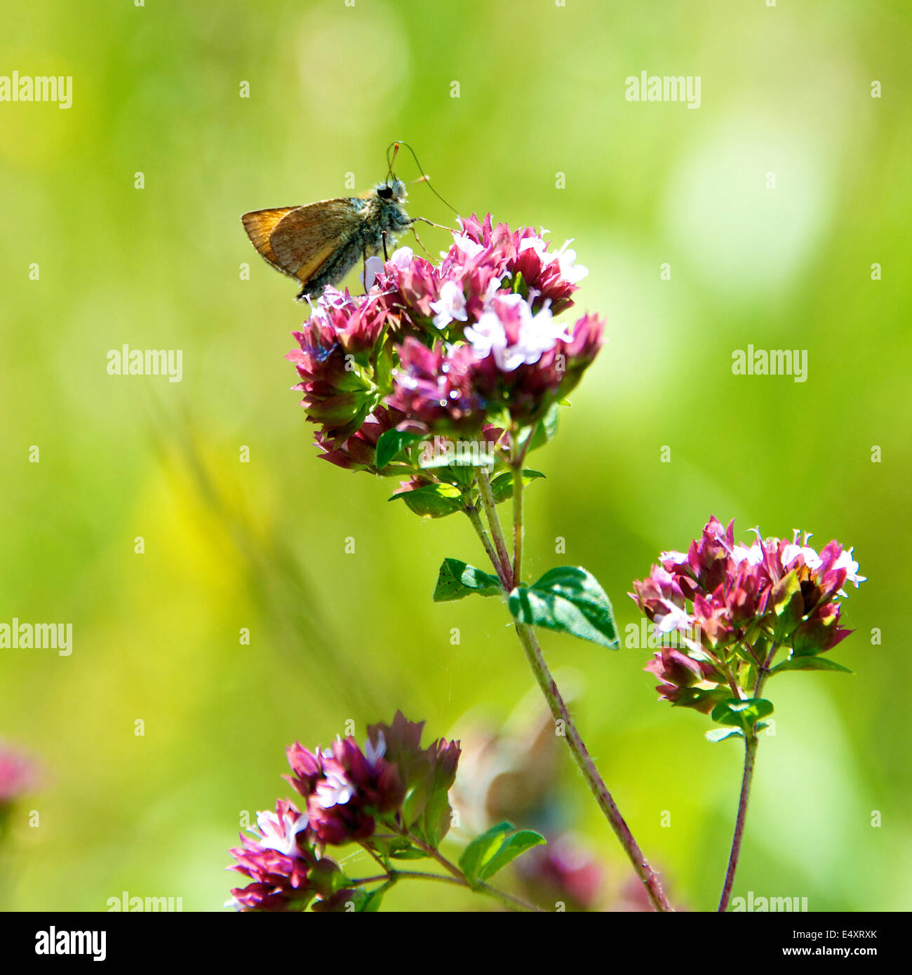 Reigate, Surrey. 17th July, 2014. The UK Big Butterfly Count takes place 19th July to 10th August. Butterflies on the North Downs, Thursday 17th July 2014. A Large Skipper Butterfly 'Ochlodes sylvanus' rests on a wild Thyme flower in a meadow at the foot of the North Downs at Reigate, Surrey  Credit:  Lindsay Constable / Alamy Live News Stock Photo