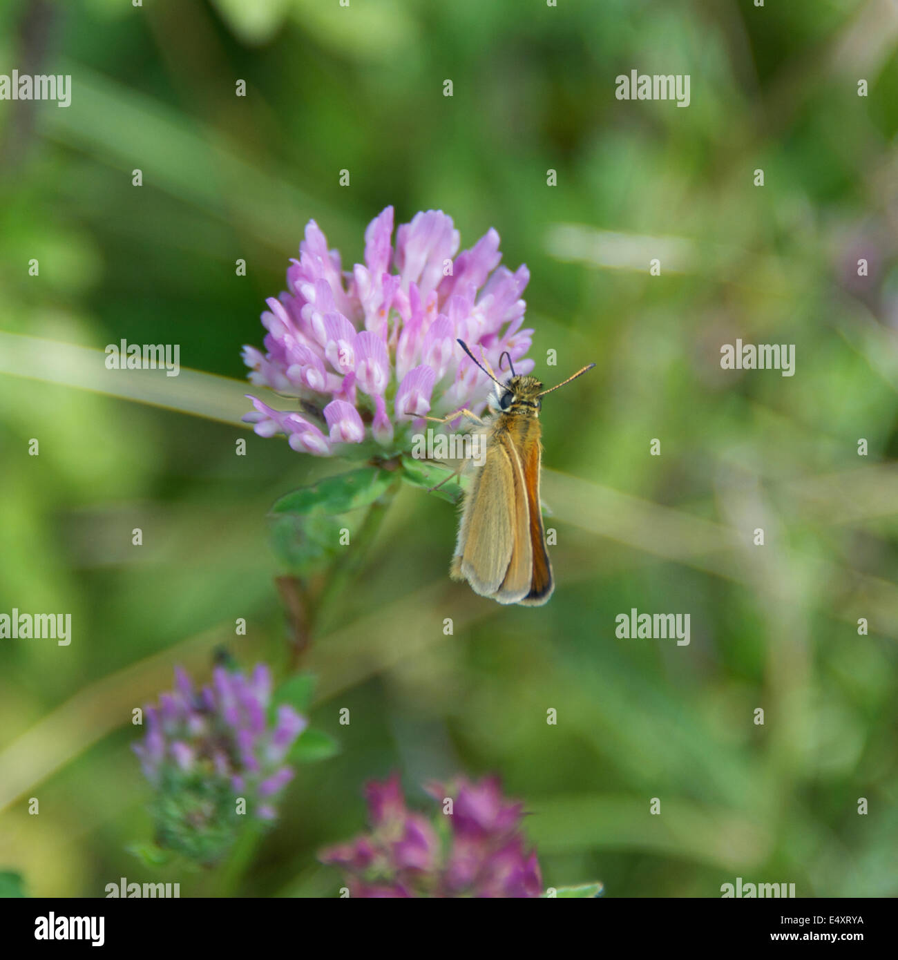 Reigate, Surrey. 17th July, 2014. The UK Big Butterfly Count takes place 19th July to 10th August. Butterflies on the North Downs, Thursday 17th July 2014. A Large Skipper Butterfly 'Ochlodes sylvanus' rests on a wild clover flower in a meadow at the foot of the North Downs at Reigate, Surrey  Credit:  Lindsay Constable / Alamy Live News Stock Photo