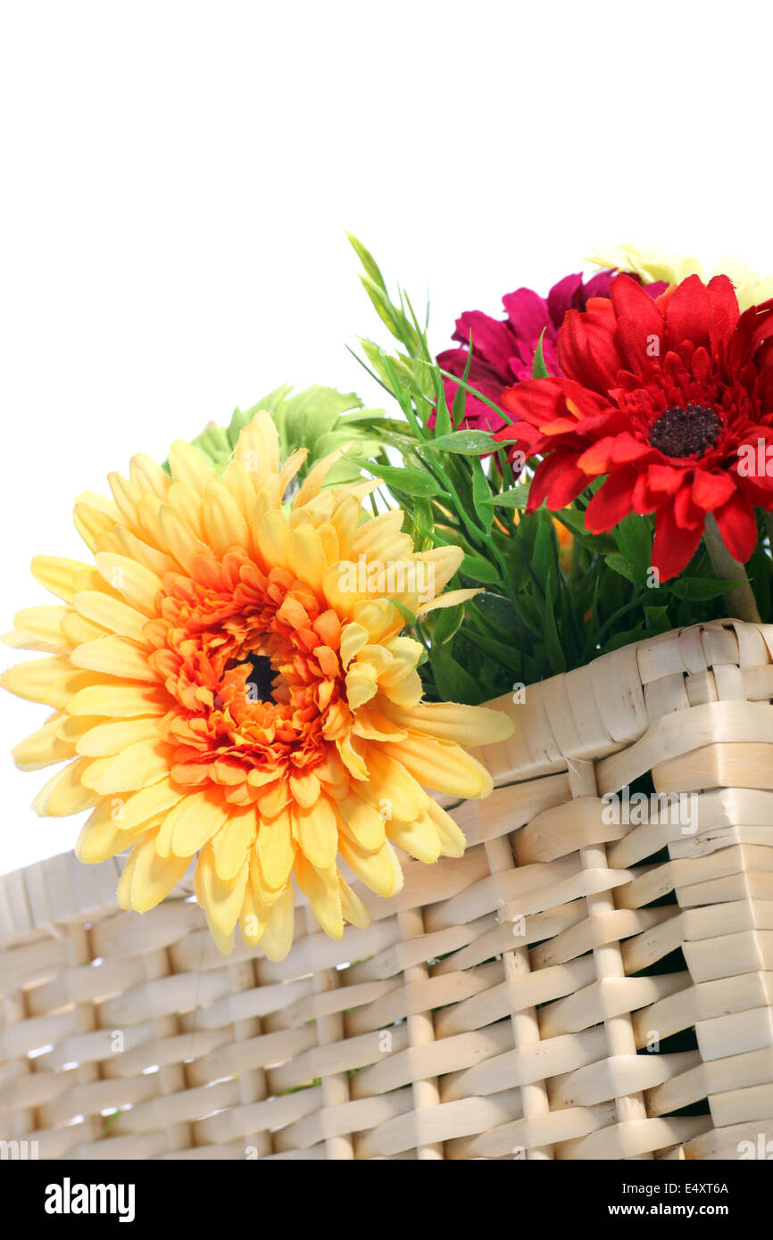 Colourful Gerbera daisies in a basket Stock Photo