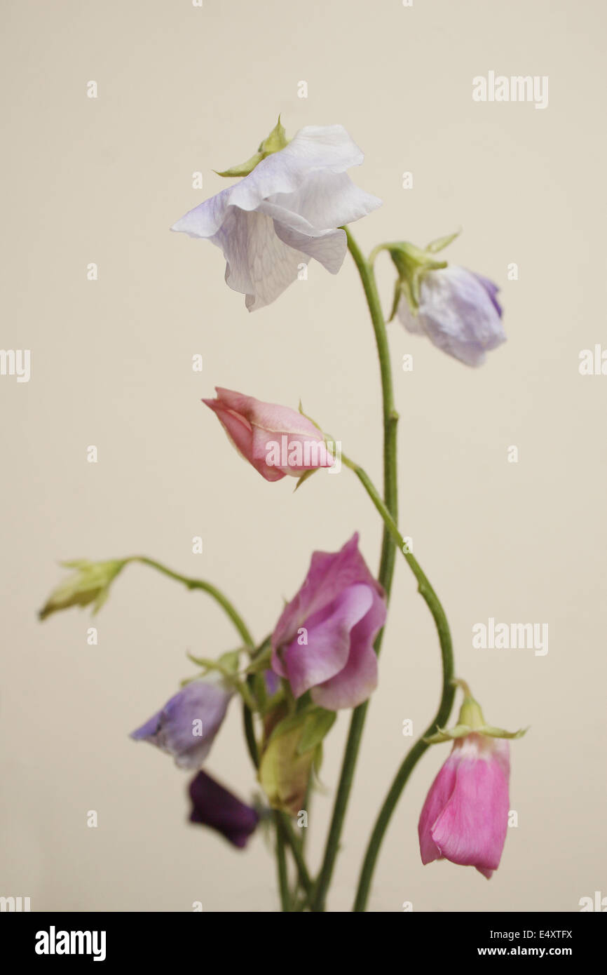 image of sweetpea flowers on plain background Lathyrus Stock Photo