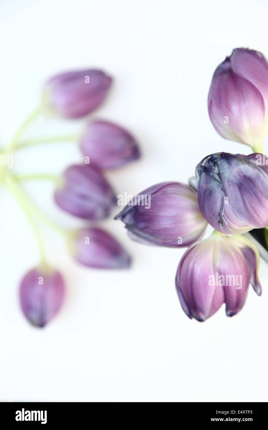 Fresh bunch of purple tulips Stock Photo