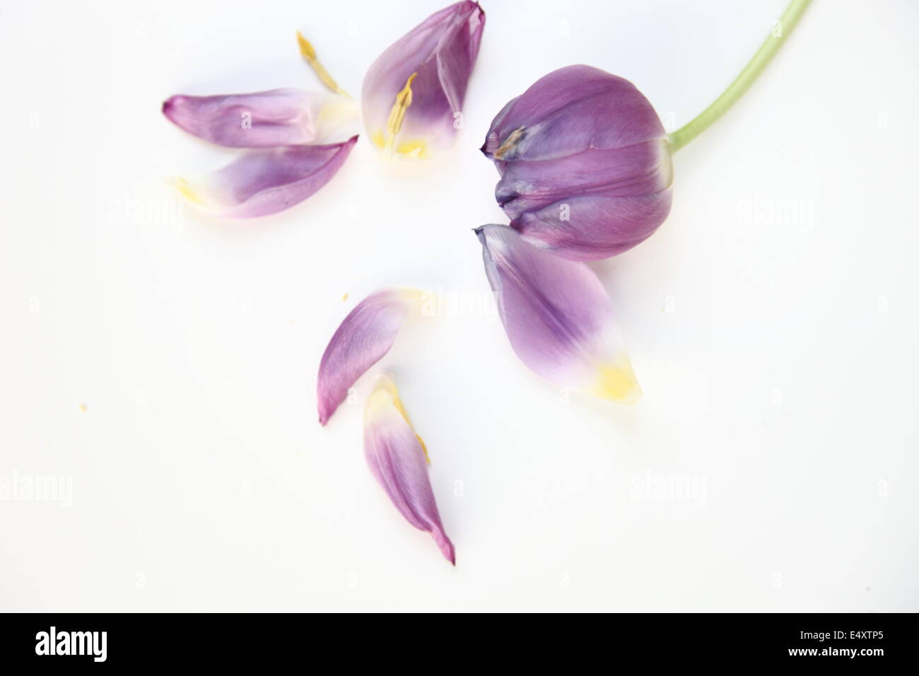 Single purple tulip with petals Stock Photo