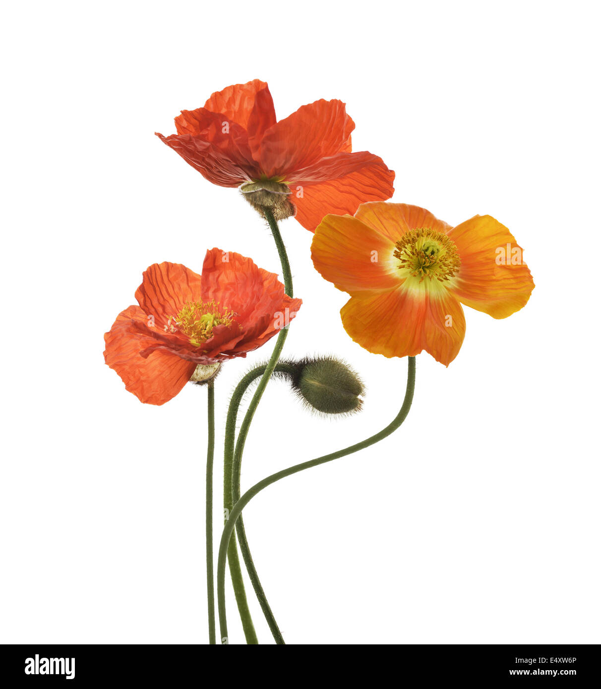 Poppy flowers hi-res stock photography and images - Alamy