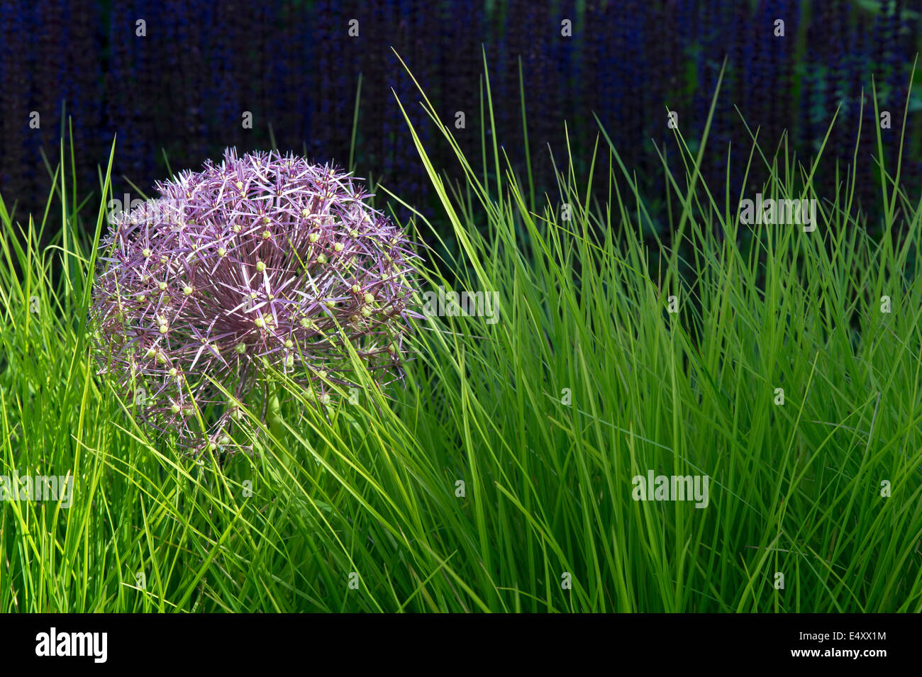 Allium Christophii flowers in long grass. Star of Persia Stock Photo