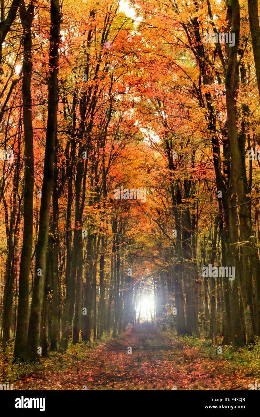 golden forest Stock Photo