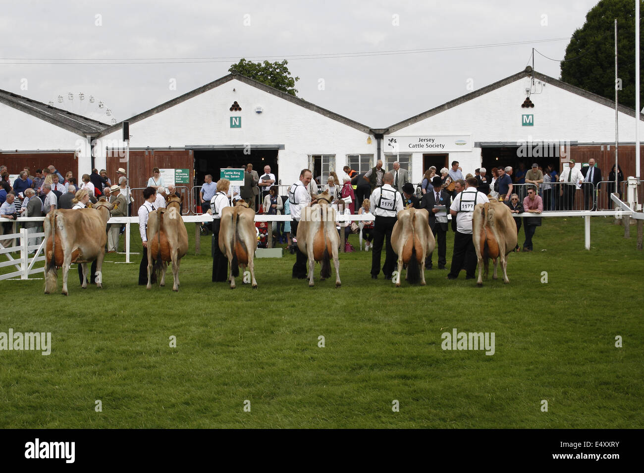 Jersey cattle awaiting awards at Great Yorkshire Show, Harrogate, Yorkshire, UK Bos taurus Stock Photo