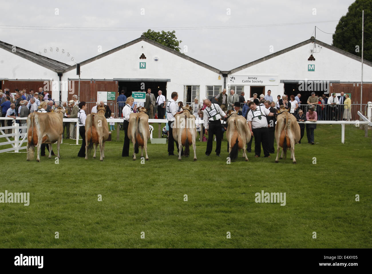 Jersey cattle awaiting awards at Great Yorkshire Show, Harrogate, Yorkshire, UK Bos taurus Stock Photo