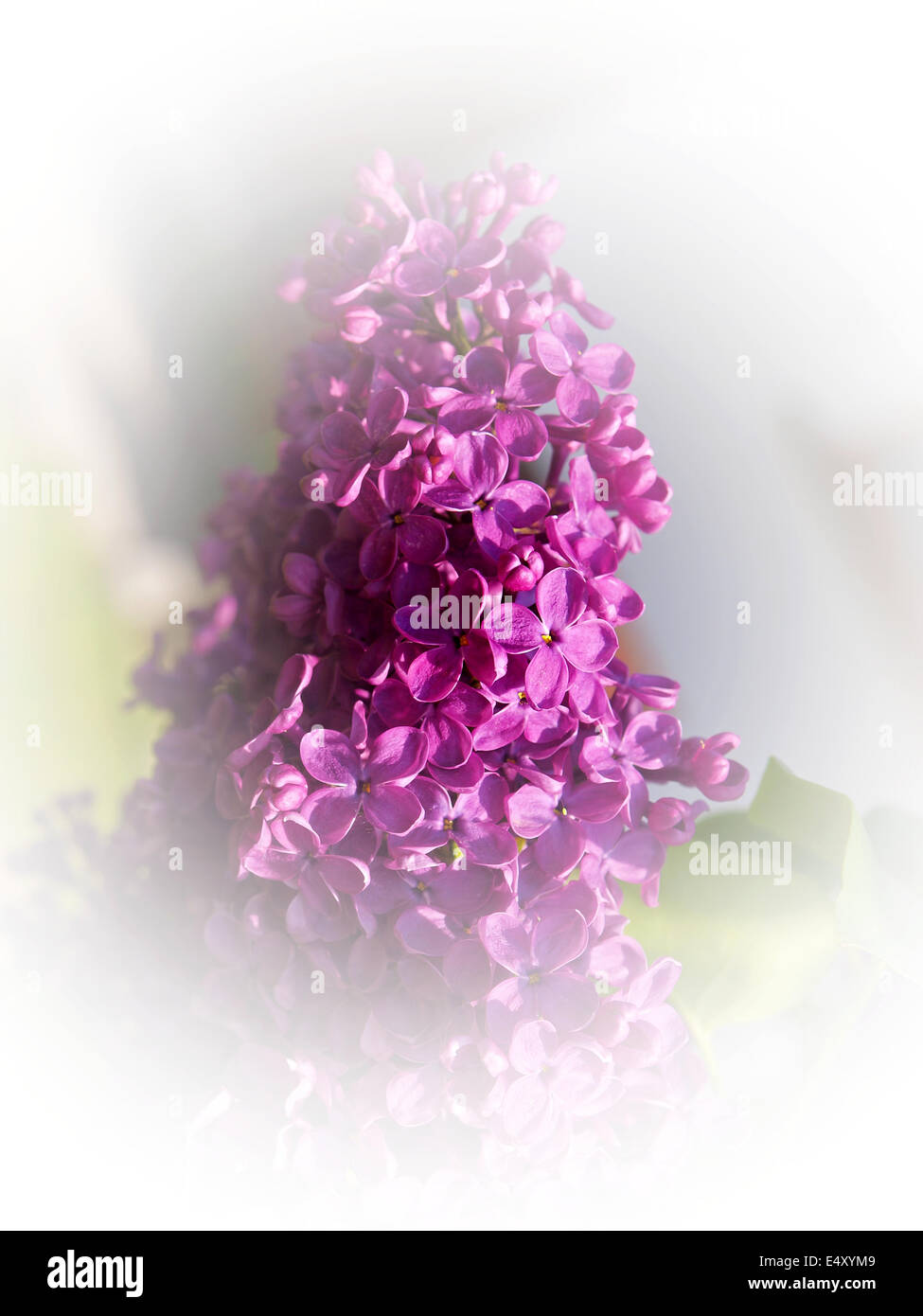 lila flower Stock Photo