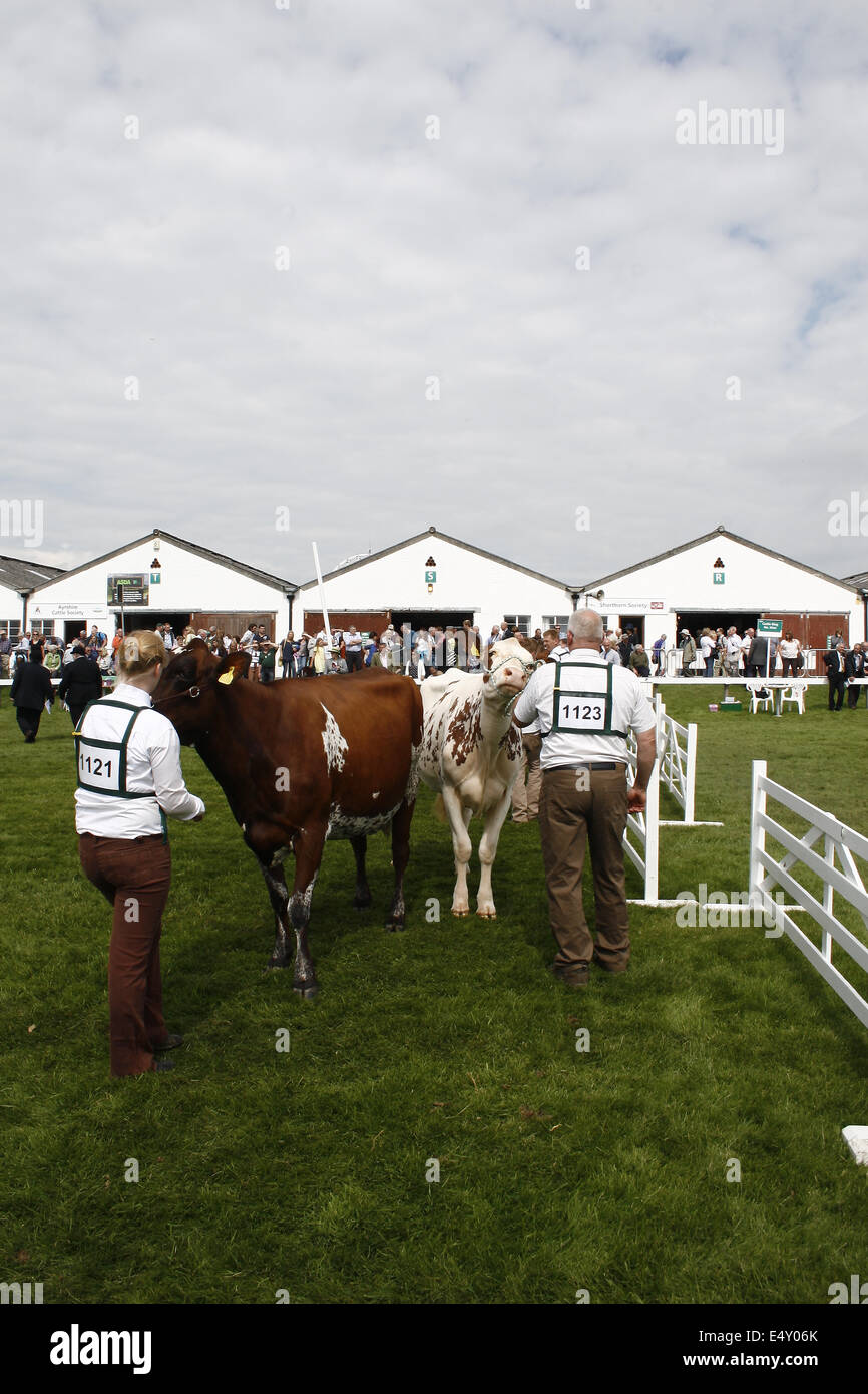 Ayrshire cattle at Great Yorkshire Show, Harrogate, Yorkshire, UK Bos taurus Stock Photo