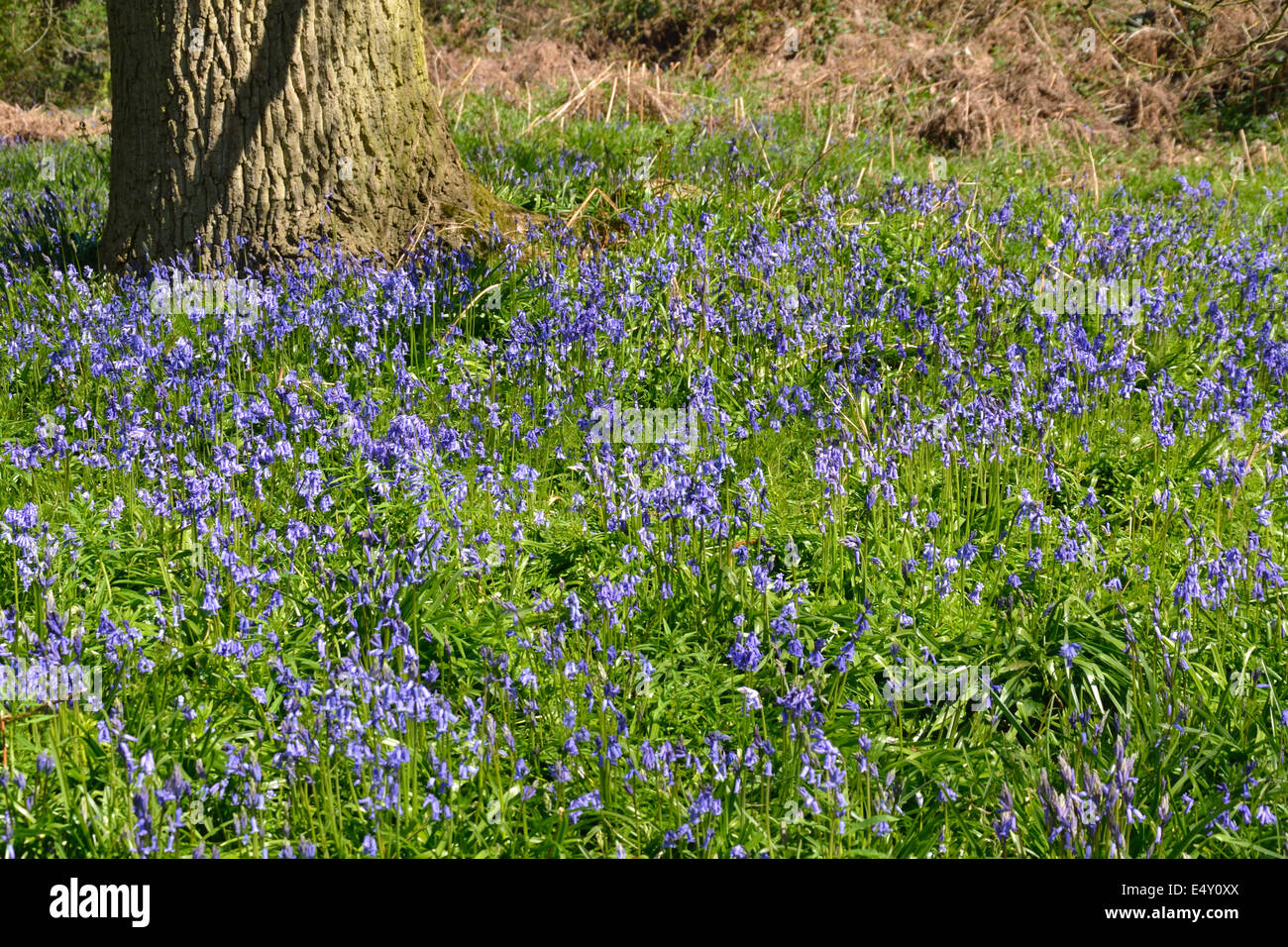 Field of Bluebells with tree trunk Stock Photo