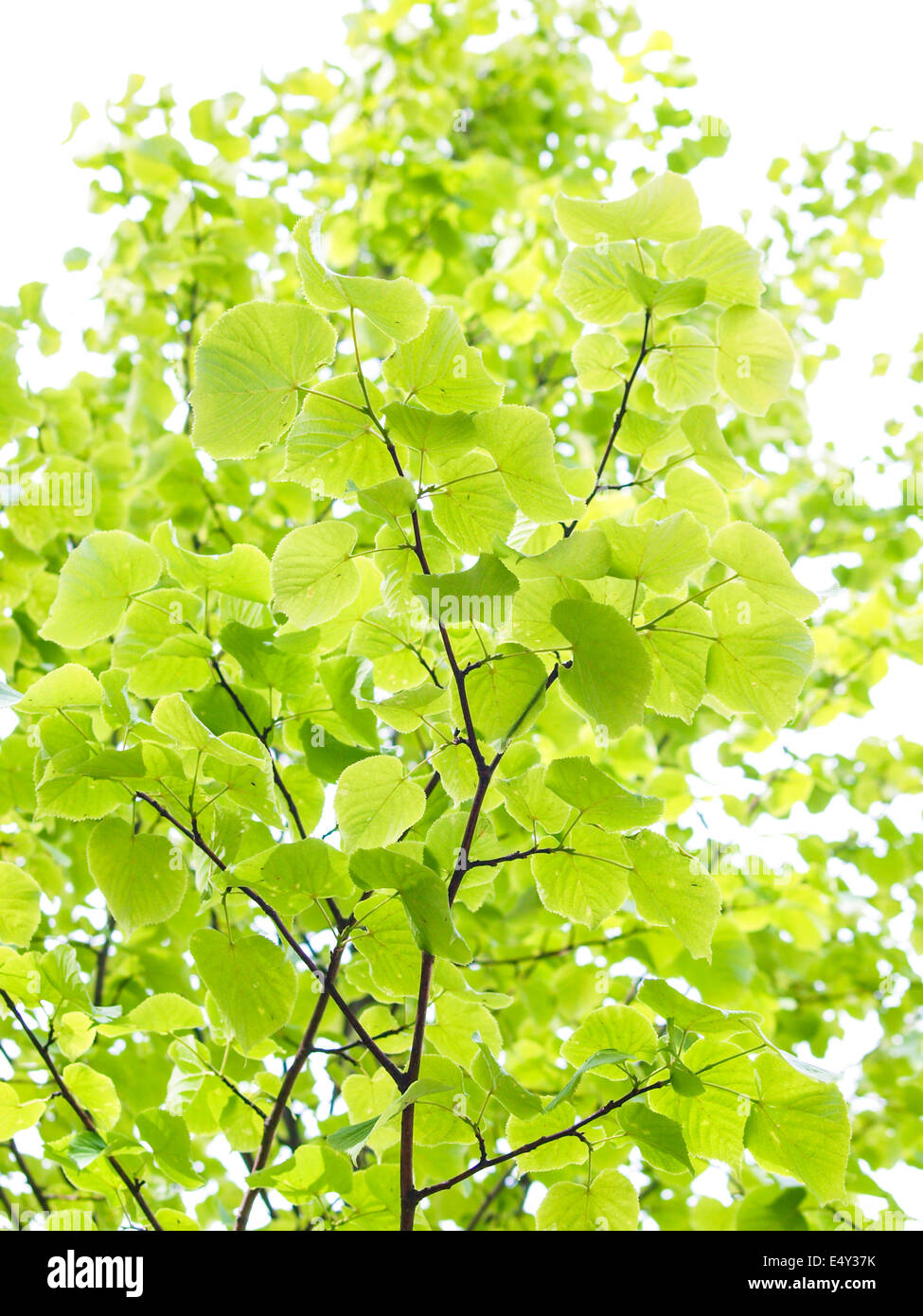 European aspen tree Stock Photo Alamy