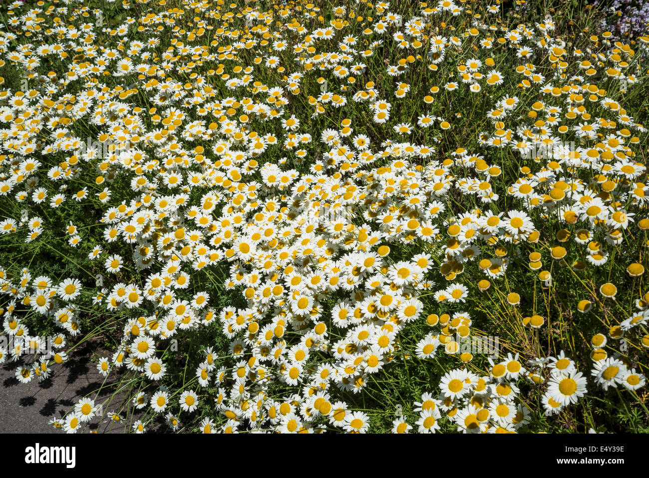 English Chamomile High Resolution Stock Photography and Images - Alamy