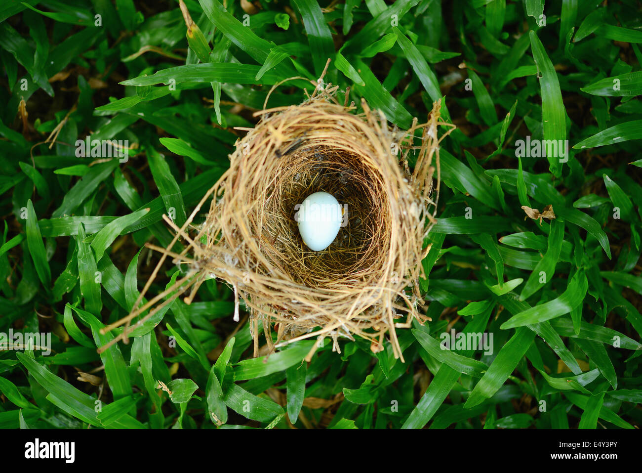 bird nest on grass Stock Photo