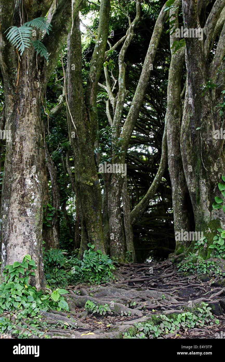 Hawaiian jungle Stock Photo