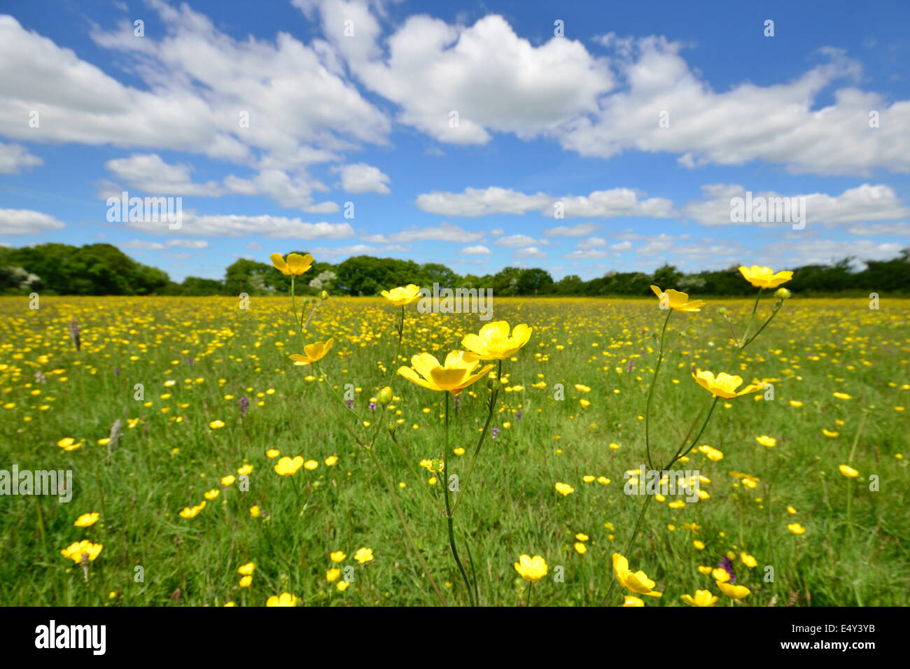 Buttercups in grass meadow Stock Photo - Alamy