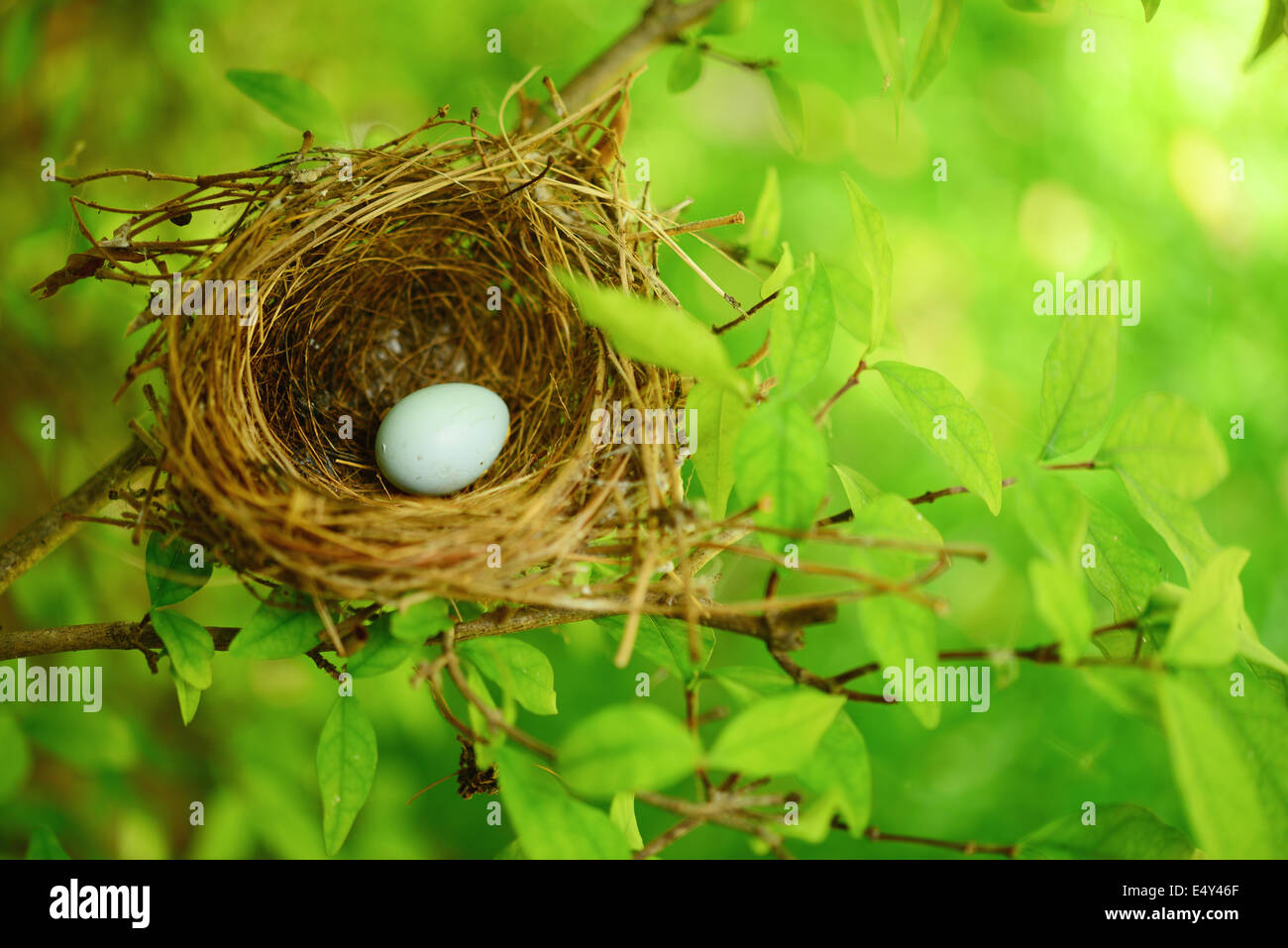 bird nest on tree Stock Photo Alamy