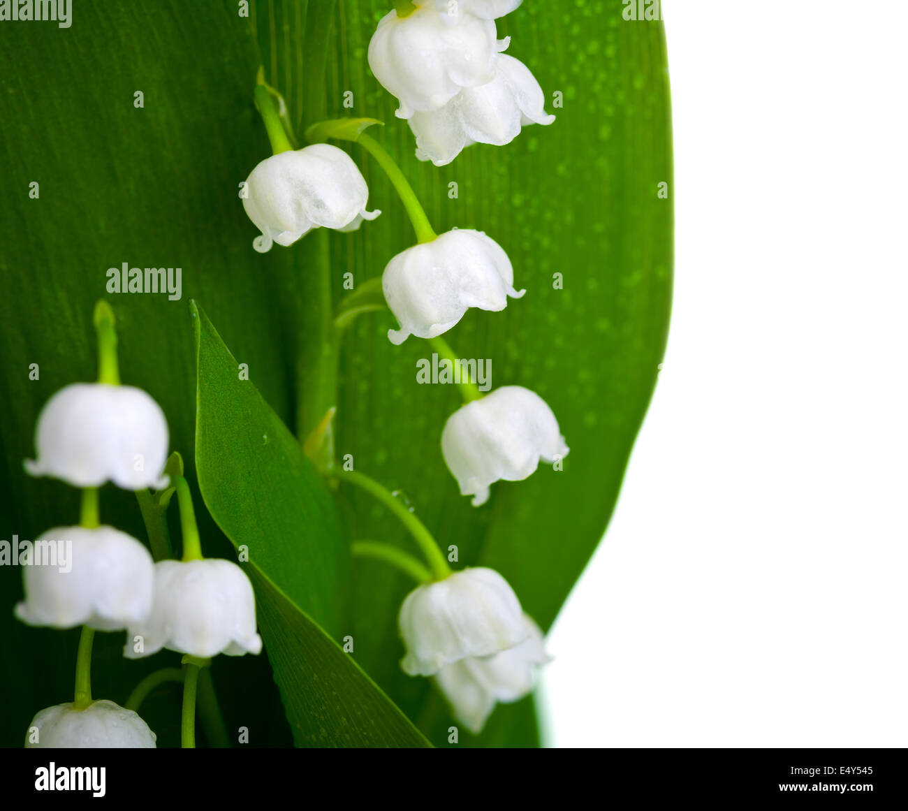Lily of the valley bunch hi-res stock photography and images - Alamy