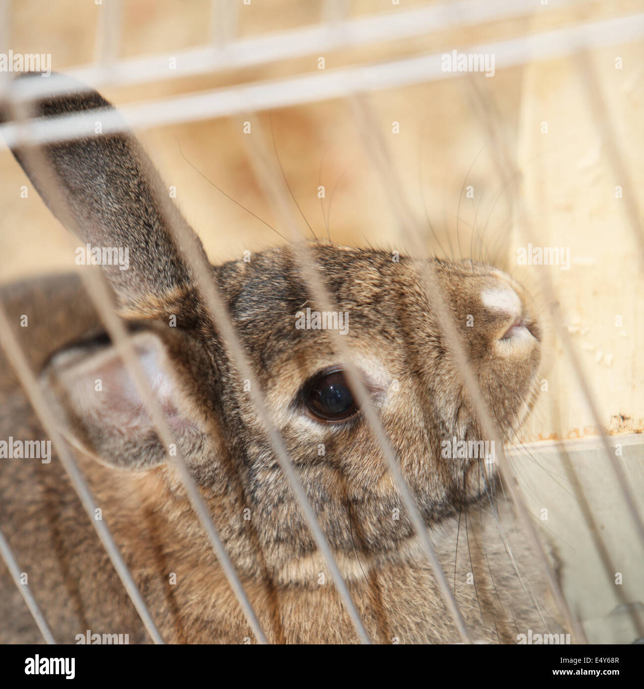 Bunny rabbit in a cage Stock Photo Alamy