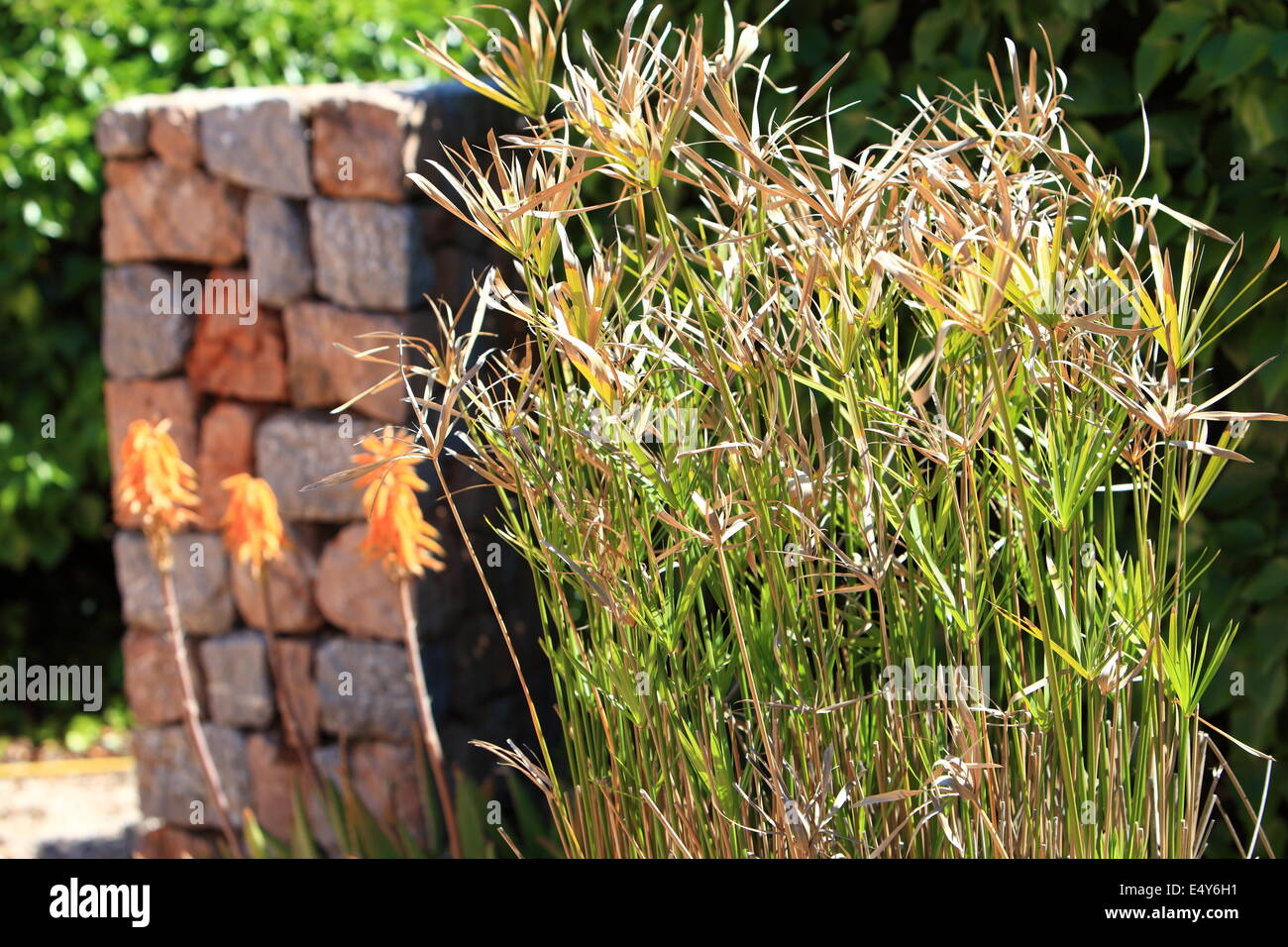 Papyrus grass hires stock photography and images Alamy