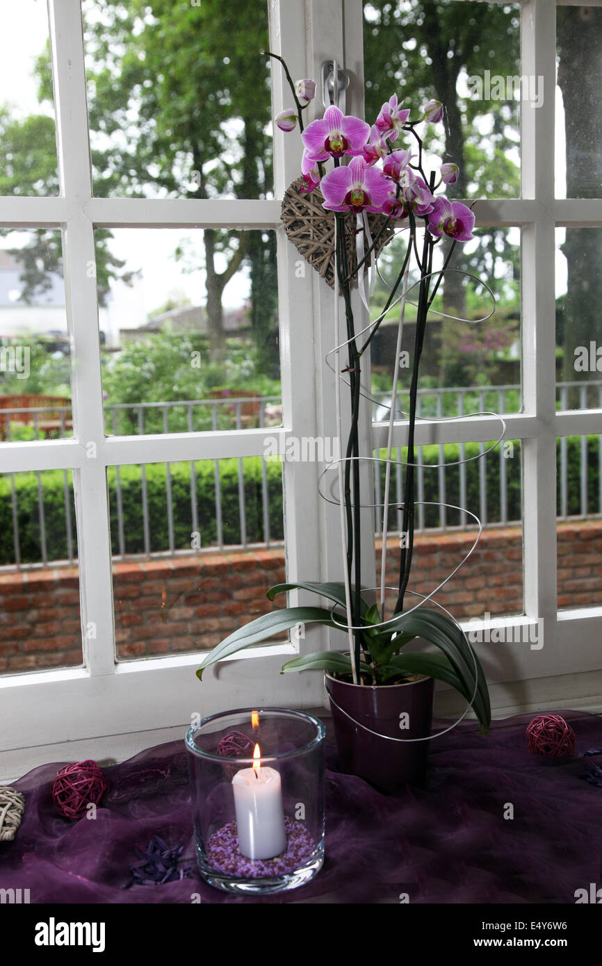 Beautiful purple Phalaenopsis orchid Stock Photo
