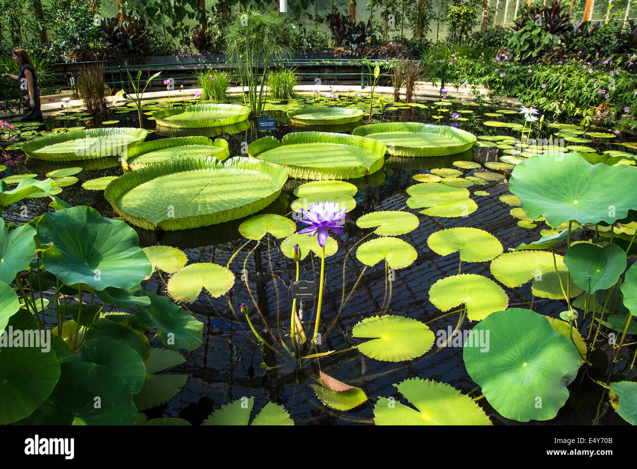 Waterlily 'Kew's Stowaway Blues', Waterlily House, Kew Royal Botanic