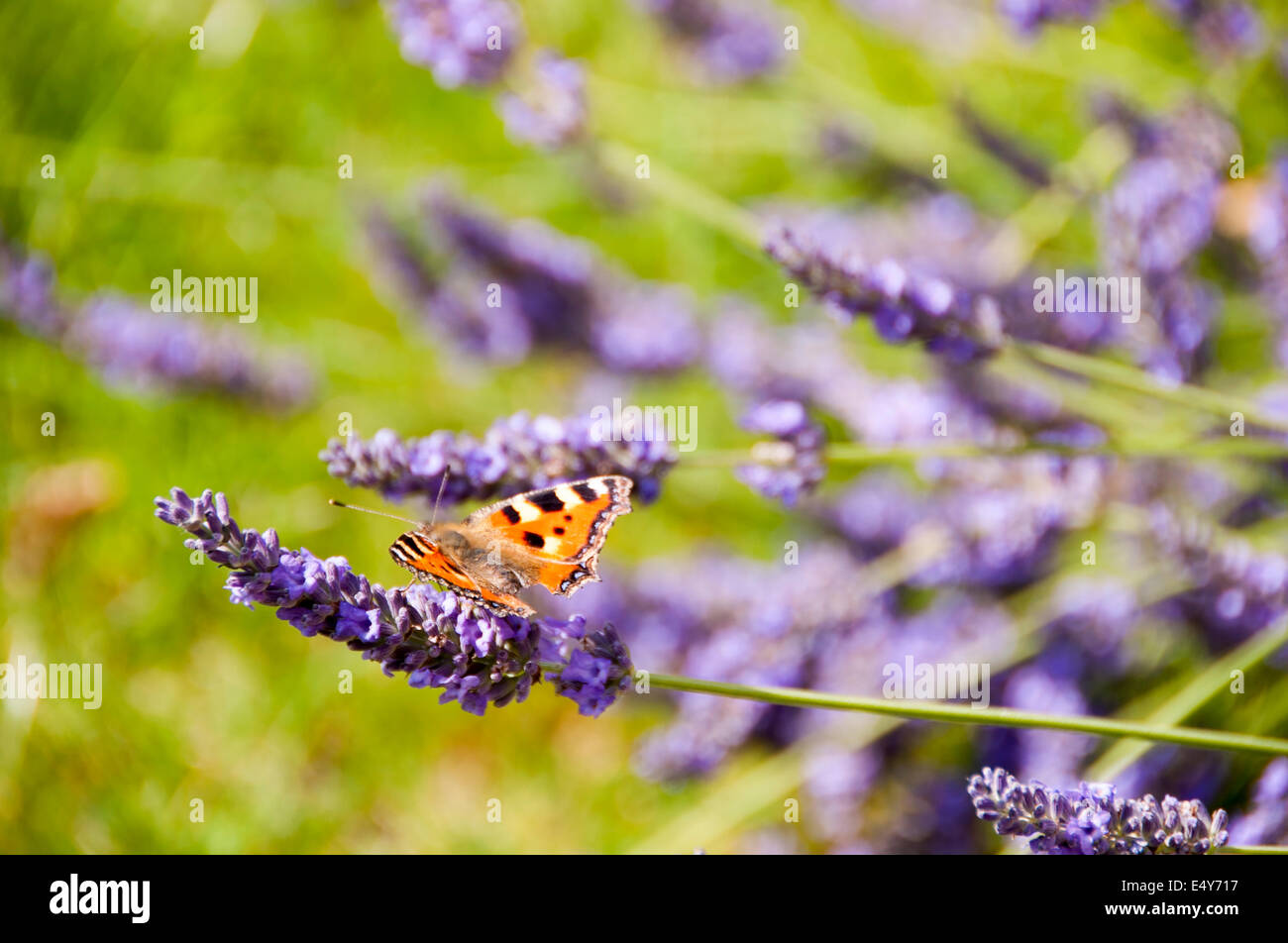 Small Tortoiseshell butterfly on lavendar Stock Photo