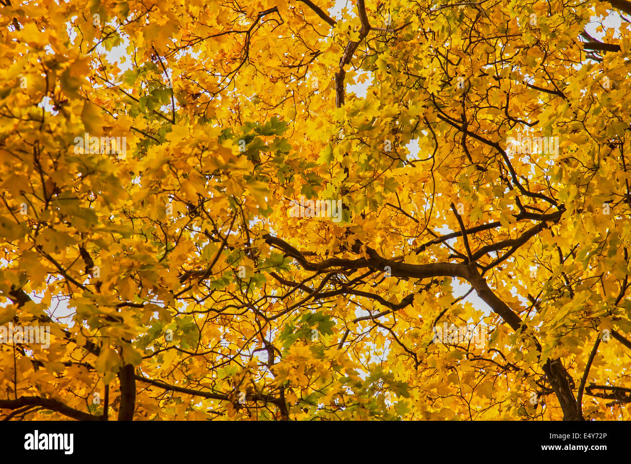 Autumnal golden foliage on trees Stock Photo