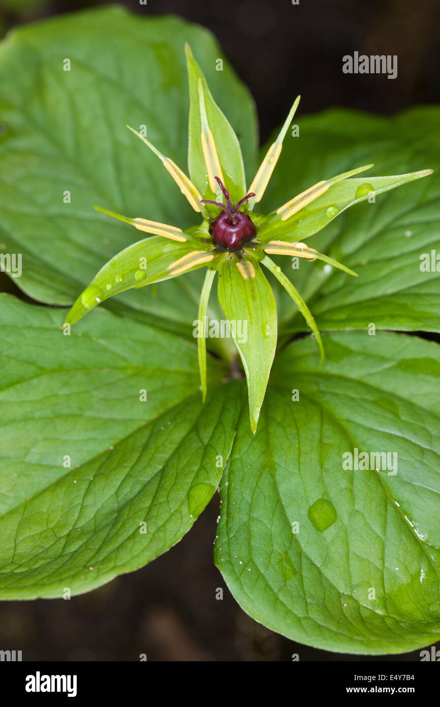 Herb Paris, One berry, Vierblättrige Einbeere, Paris quadrifolia Stock