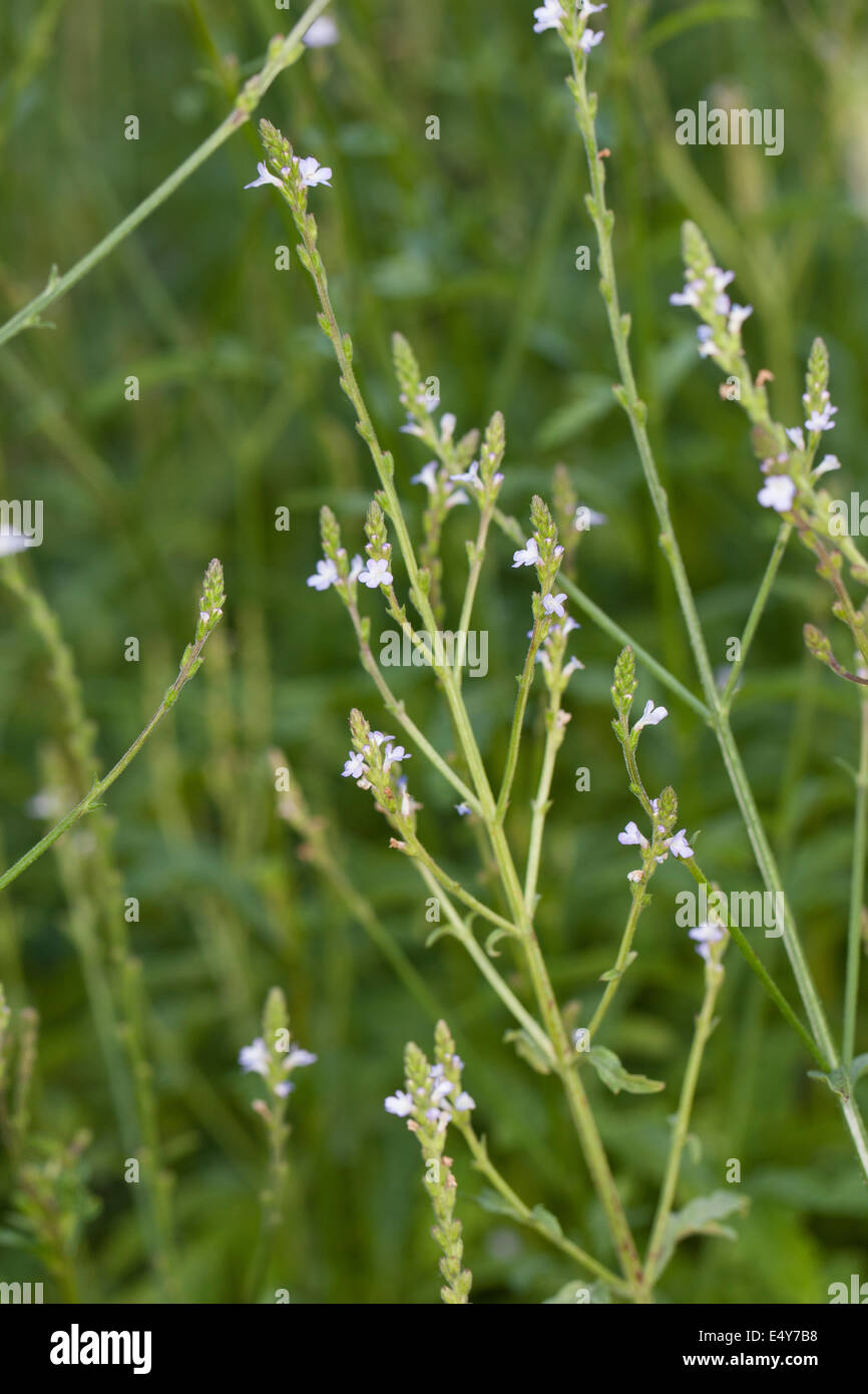 Common Vervain, Common Verbena, Simpler´s Joy, Turkey Grass, Echtes Eisenkraut, Taubenkraut, Sagenkraut, Verbena officinalis Stock Photo