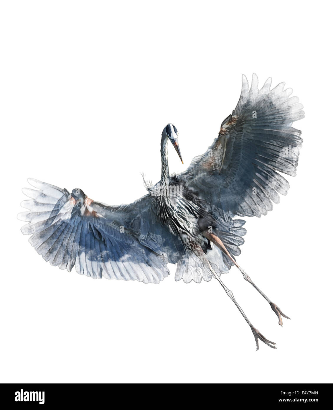 Watercolor Digital Painting Of Great Blue Heron In Flight On White